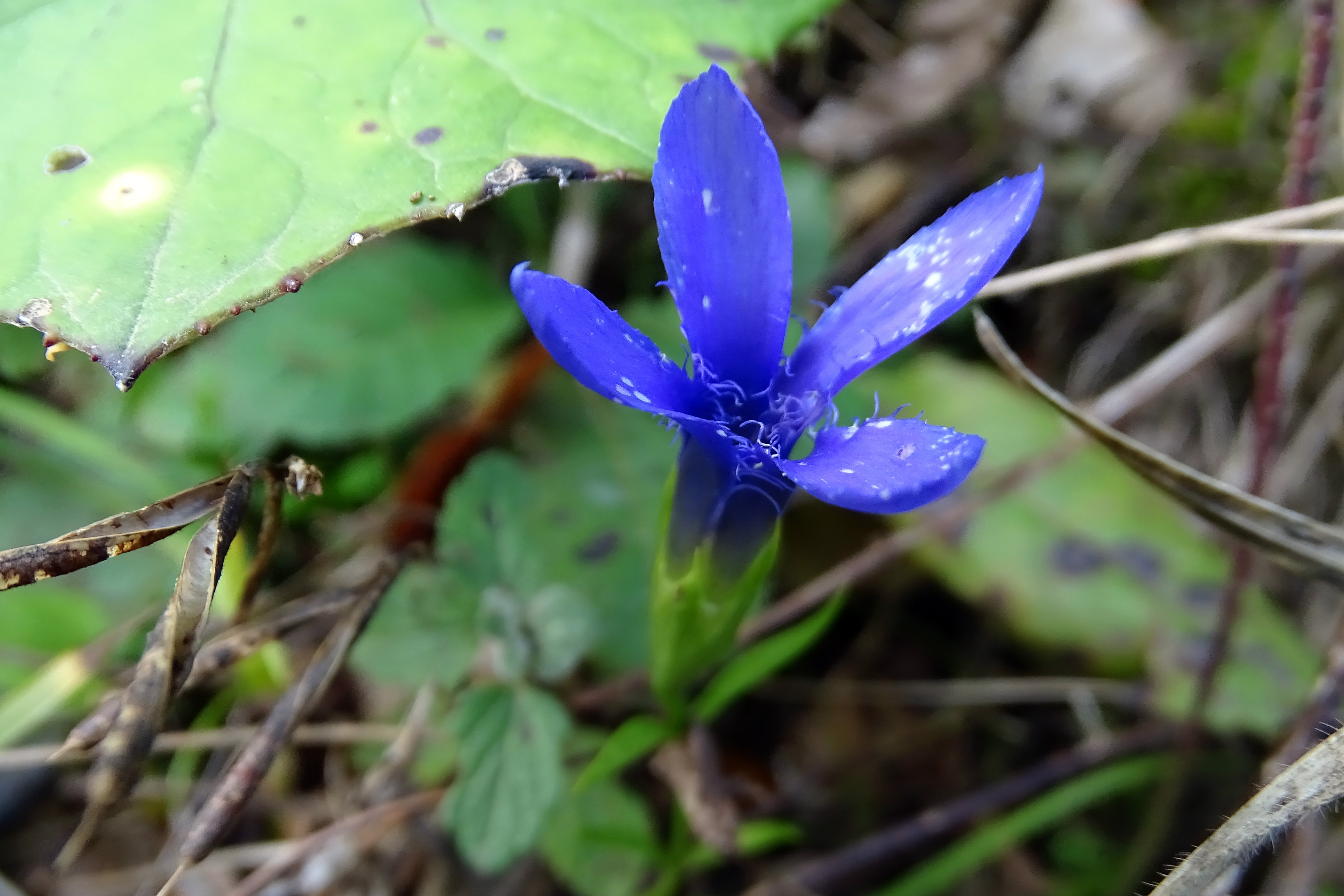 Gentianopsis ciliata3_piberegg.jpg