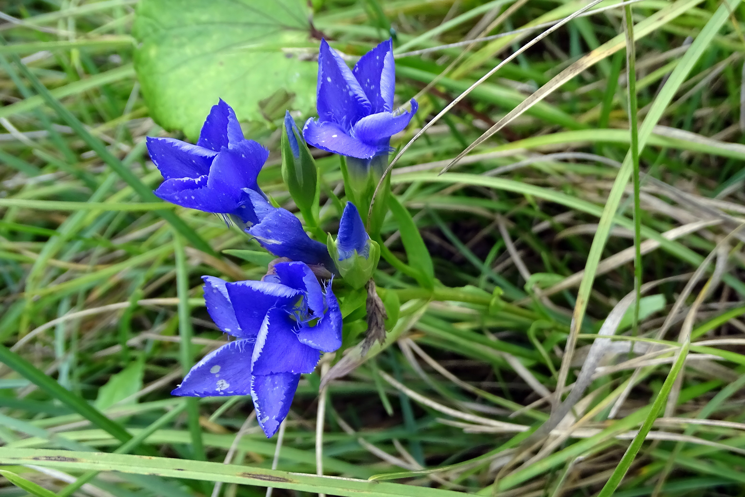 Gentianopsis ciliata4_piberegg.jpg