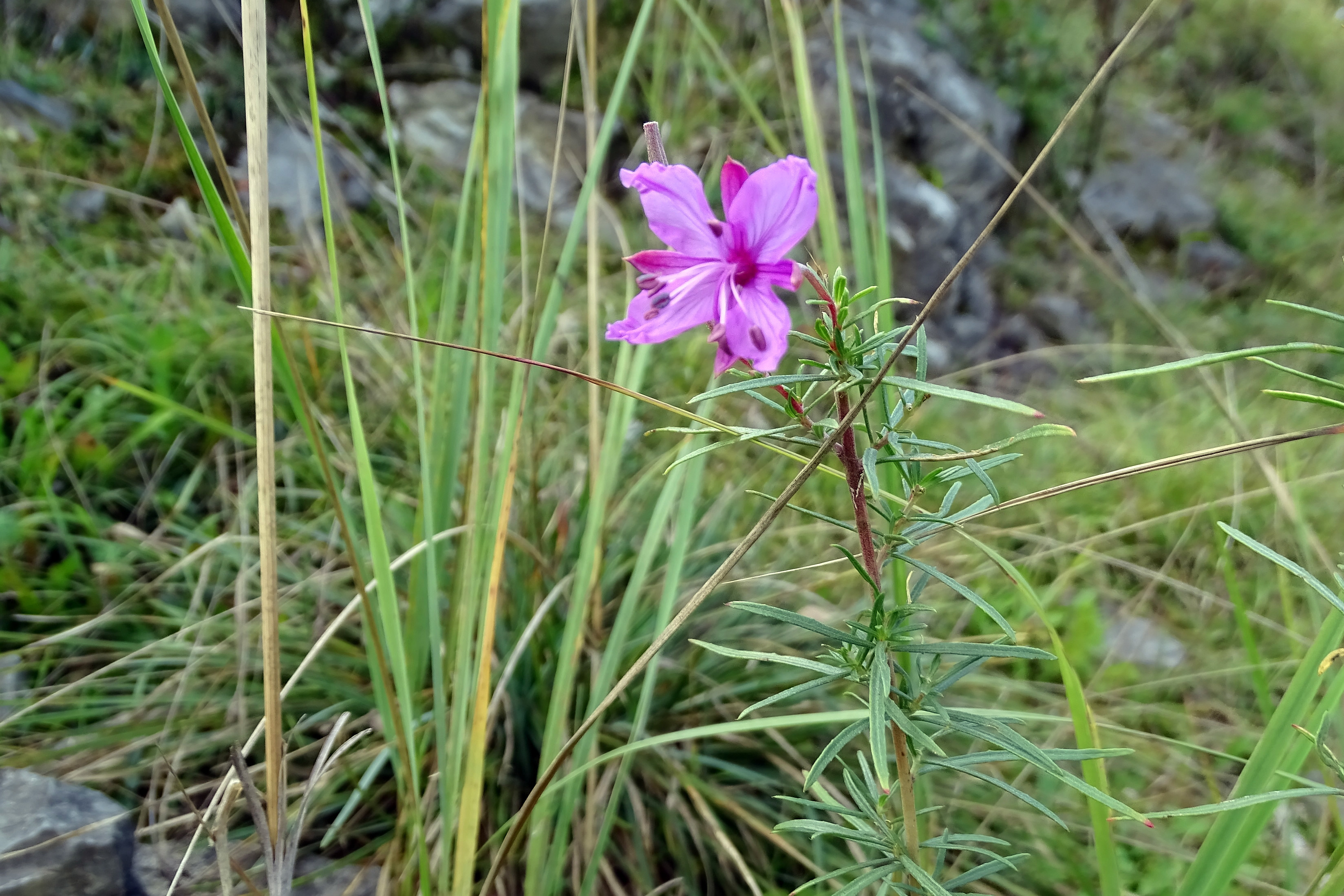 Epilobium dodonaei_piberegg.jpg