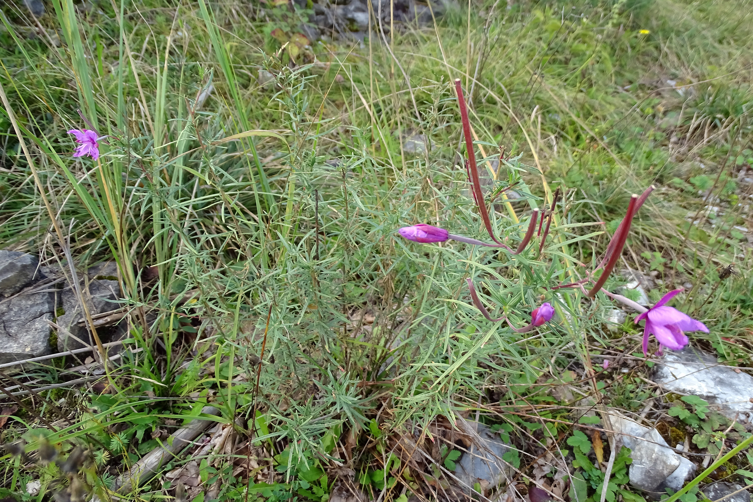 Epilobium dodonaei_piberegg2.jpg