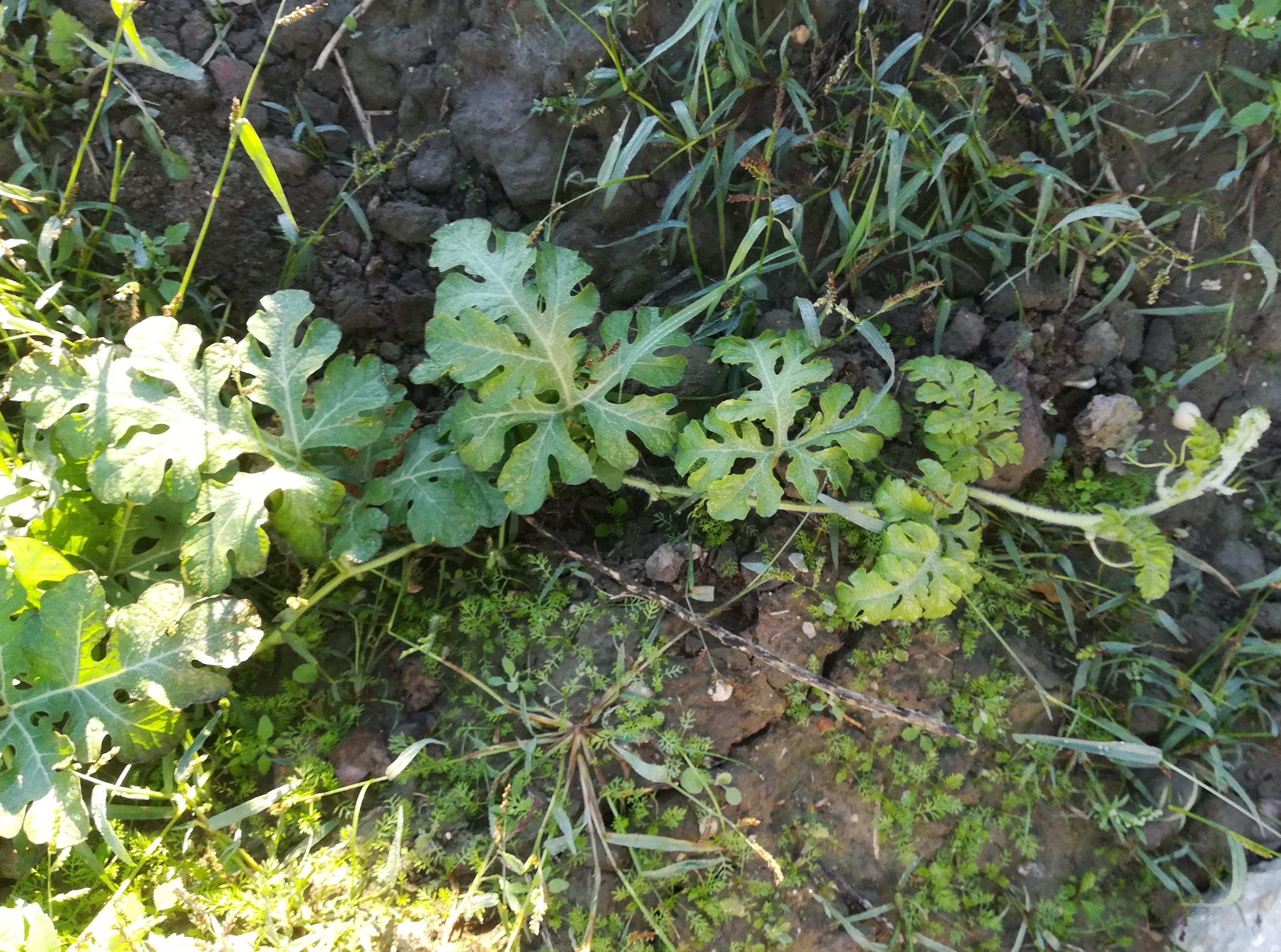 citrullus lanatus bei fischteich N orth an der donau_20180927_084800.jpg