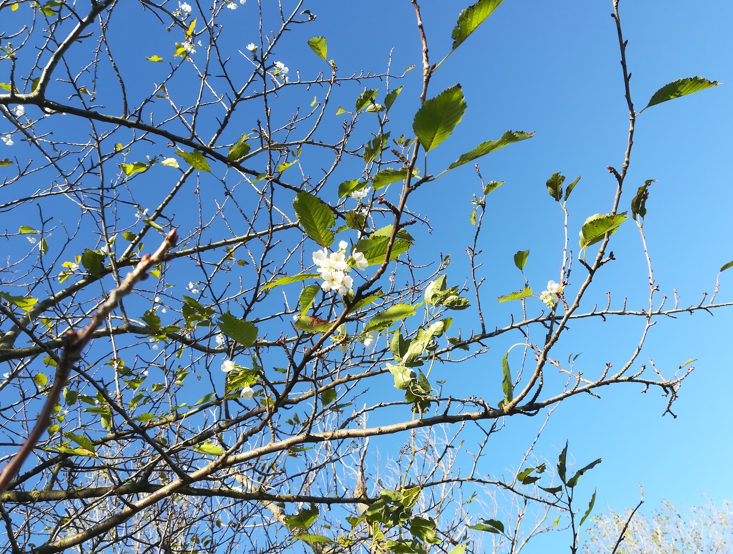 prunus avium nachblüte orth an der donau_20180927_083149.jpg