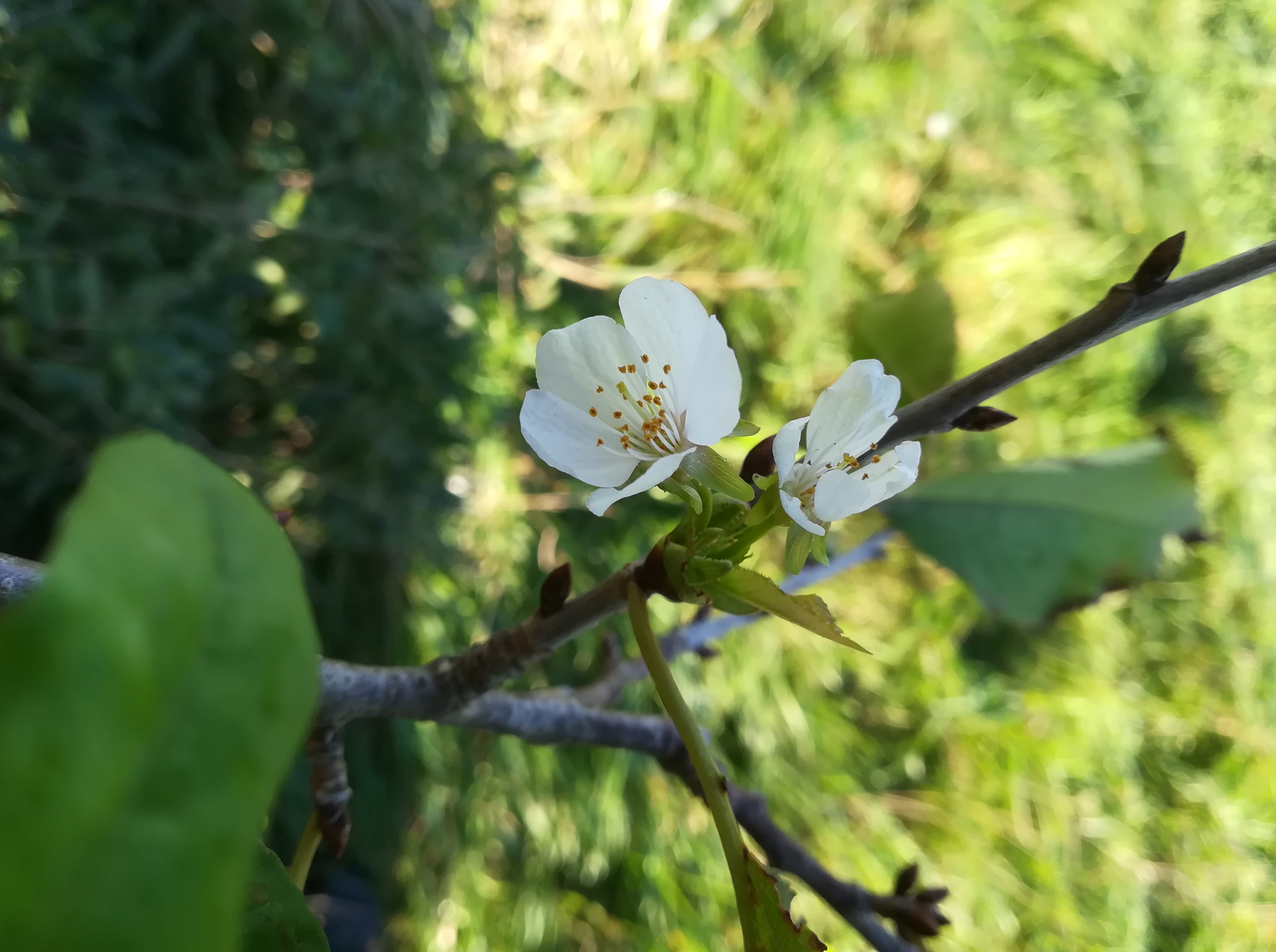 prunus avium nachblüte orth an der donau_20180927_083127.jpg