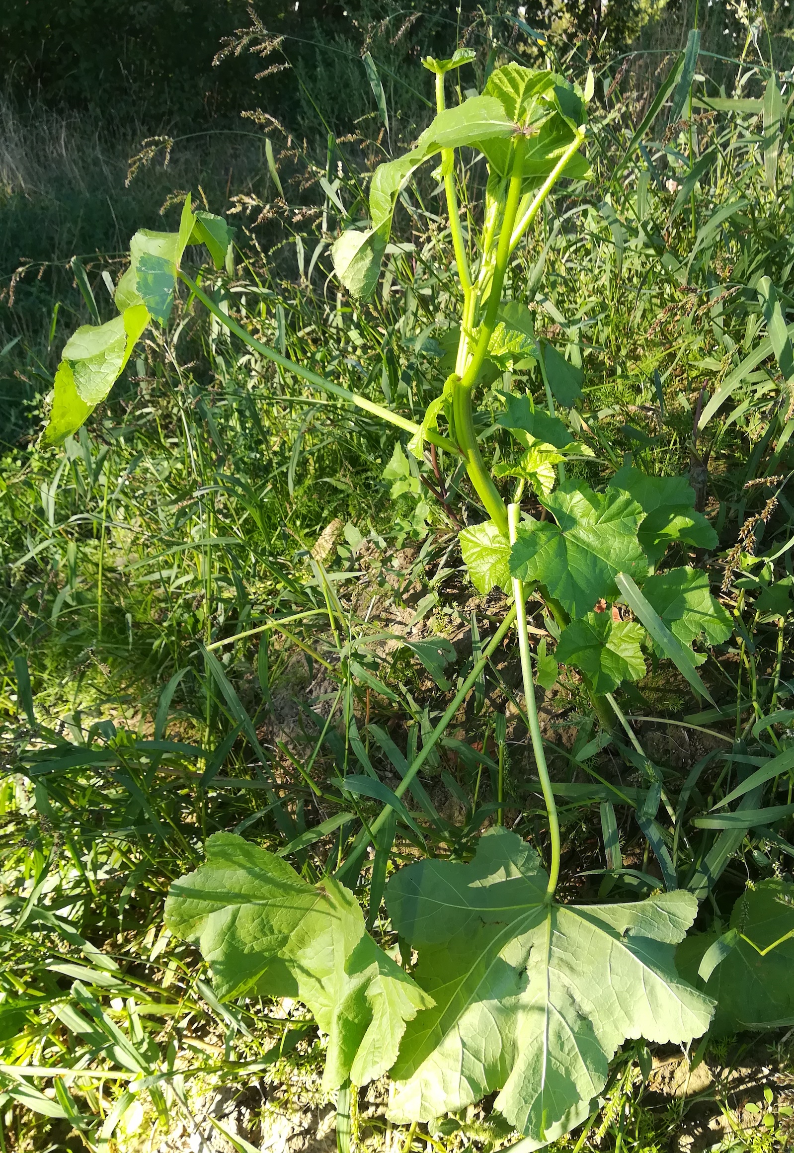 malva cf. verticillata orth an der donau_20180927_084839_1.jpg