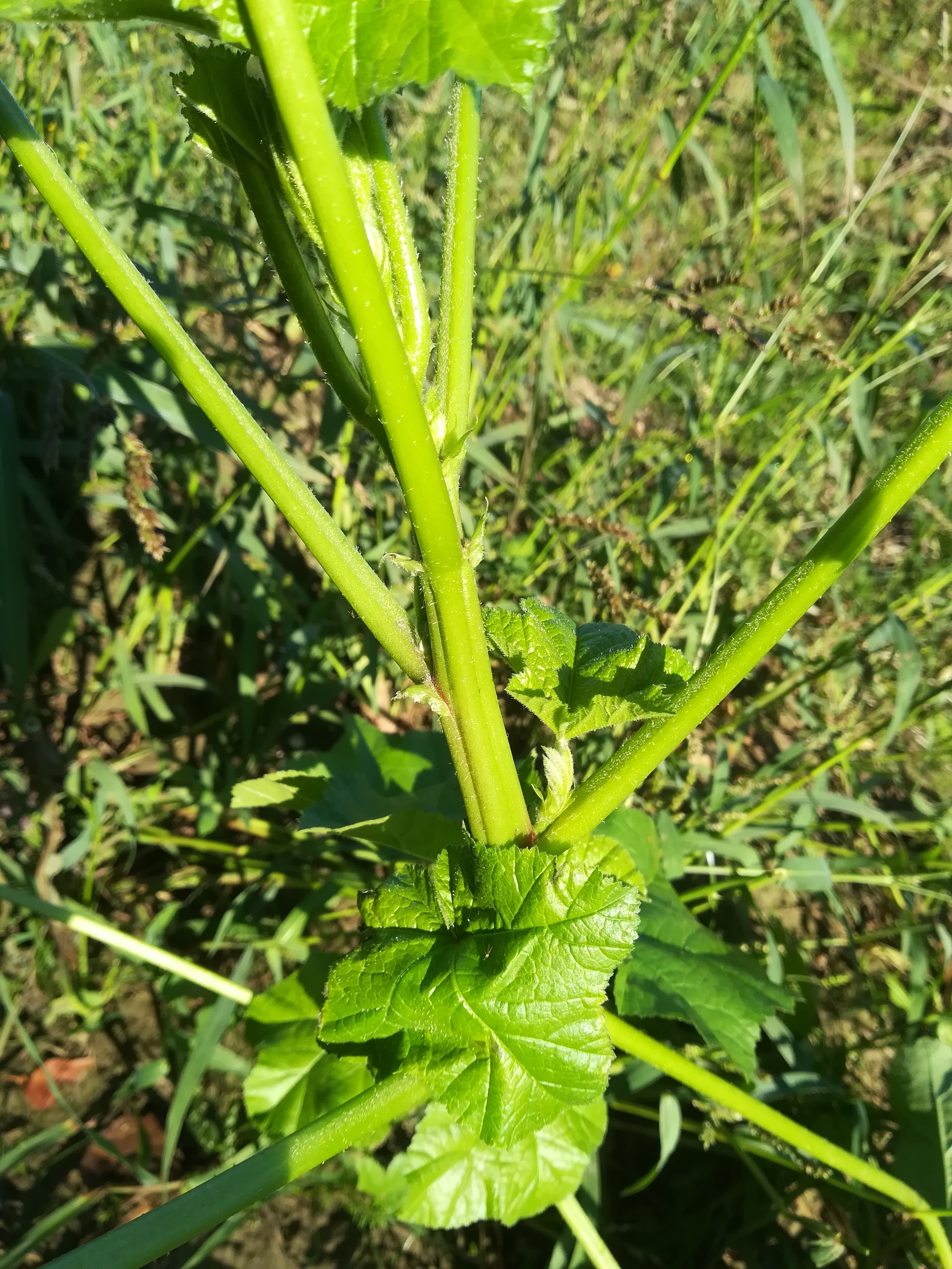 malva cf. verticillata orth an der donau_20180927_083726.jpg