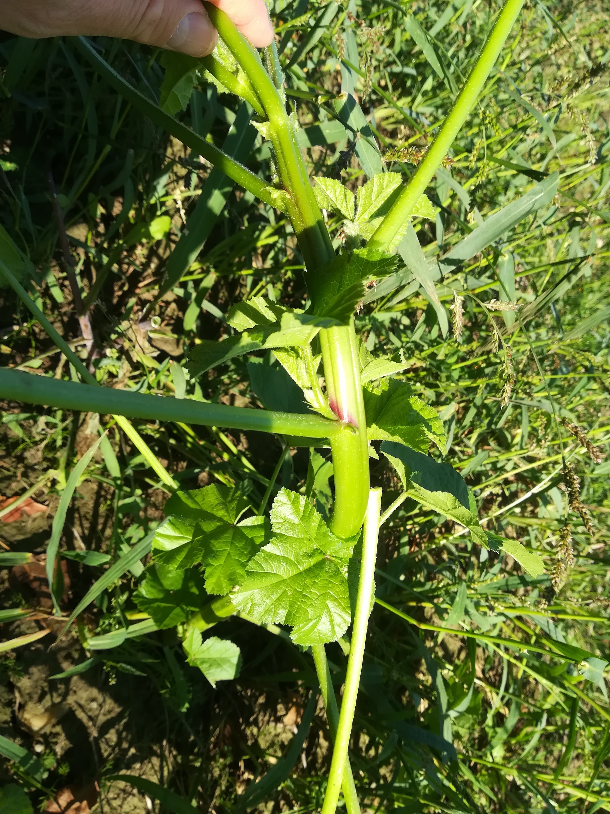 malva cf. verticillata orth an der donau_20180927_083654.jpg