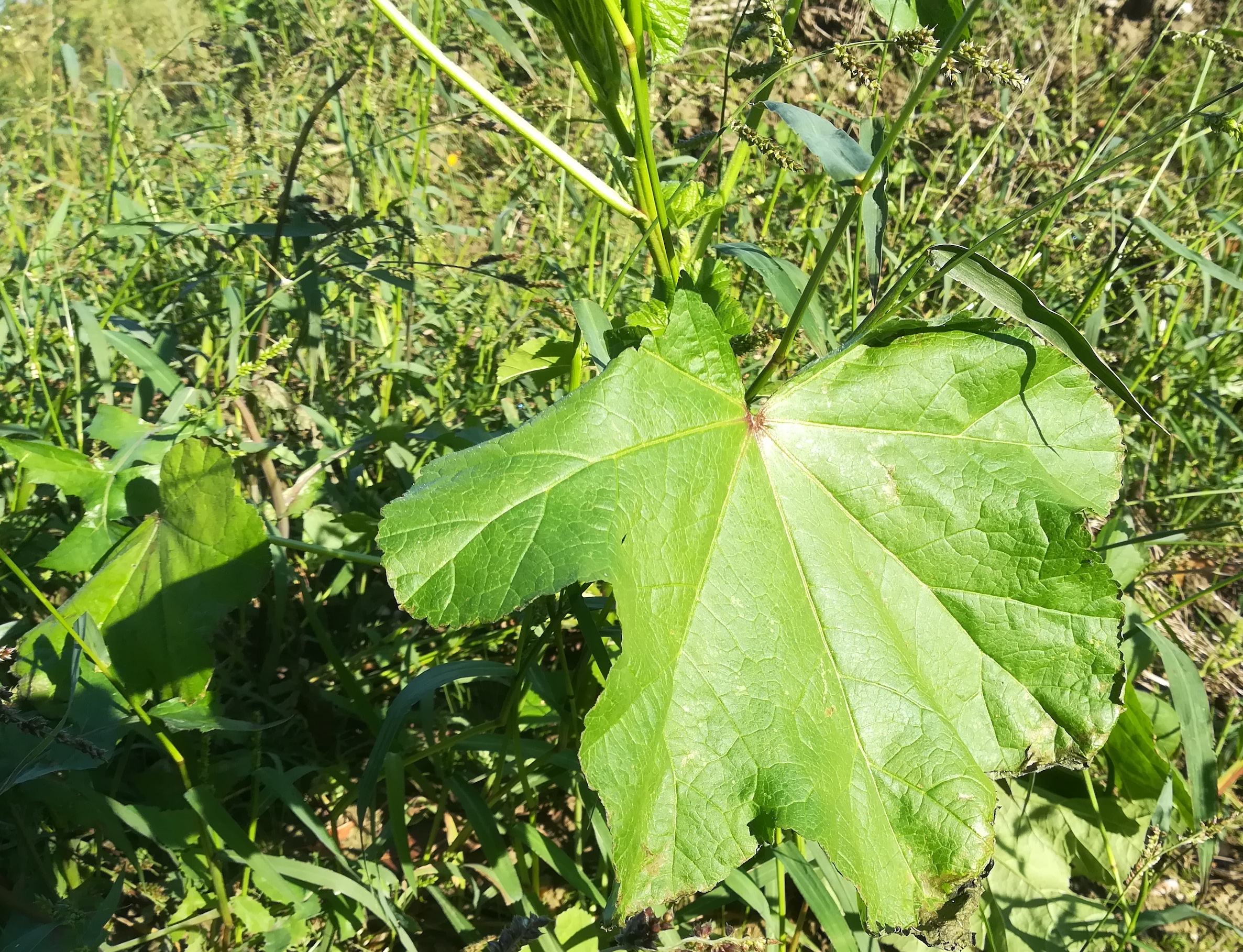 malva cf. verticillata orth an der donau_20180927_083353.jpg