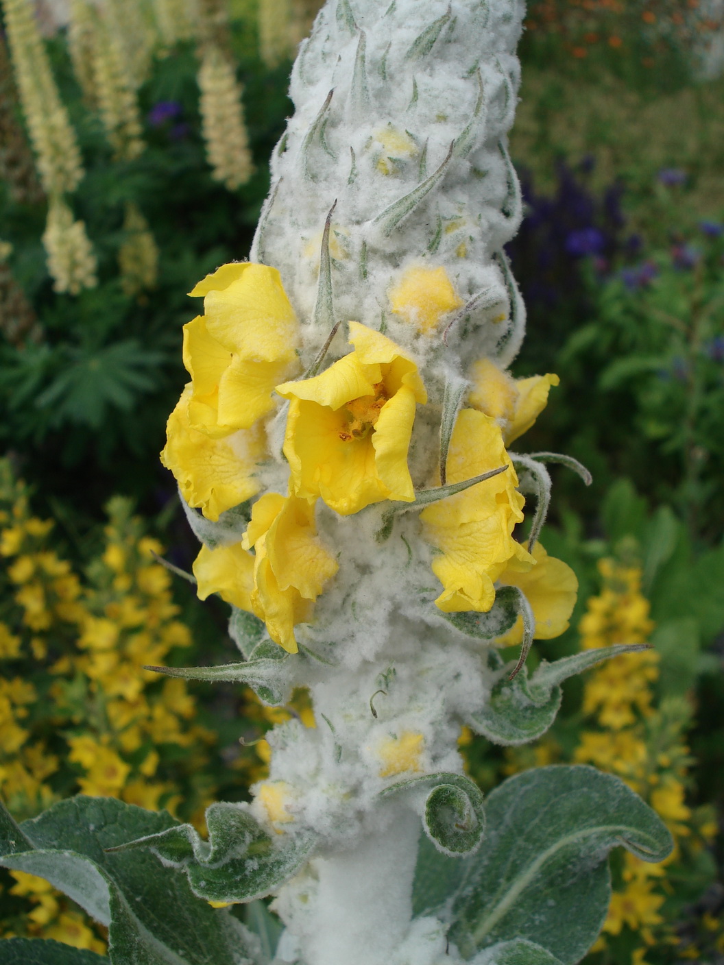 Verbascum.bombyciferum. Kreisverkehr Mürzzuschlag.JPG