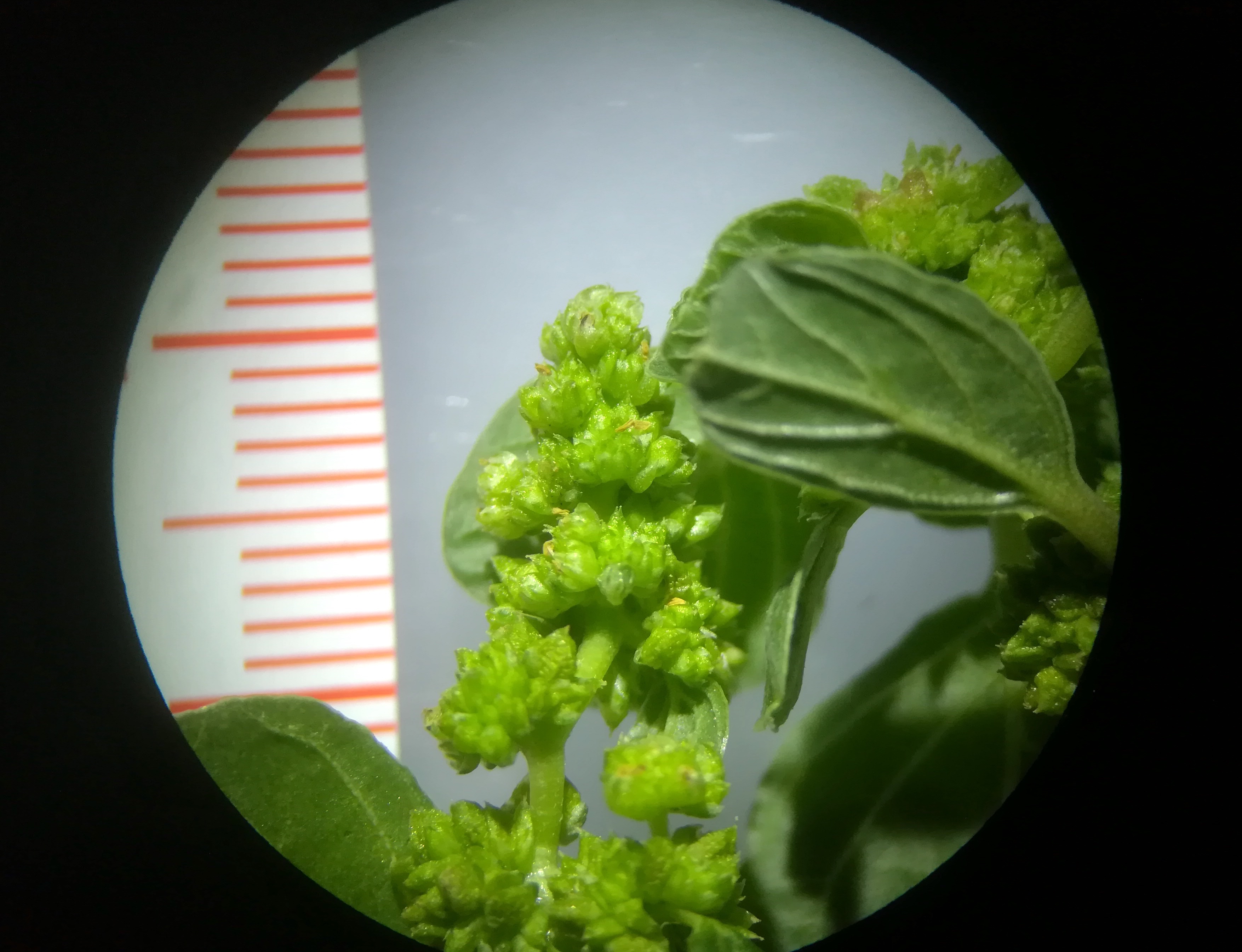 amaranthus blitum subsp. emarginatus vally-weigl-gasse sonnwendviertel_20181001_211625.jpg