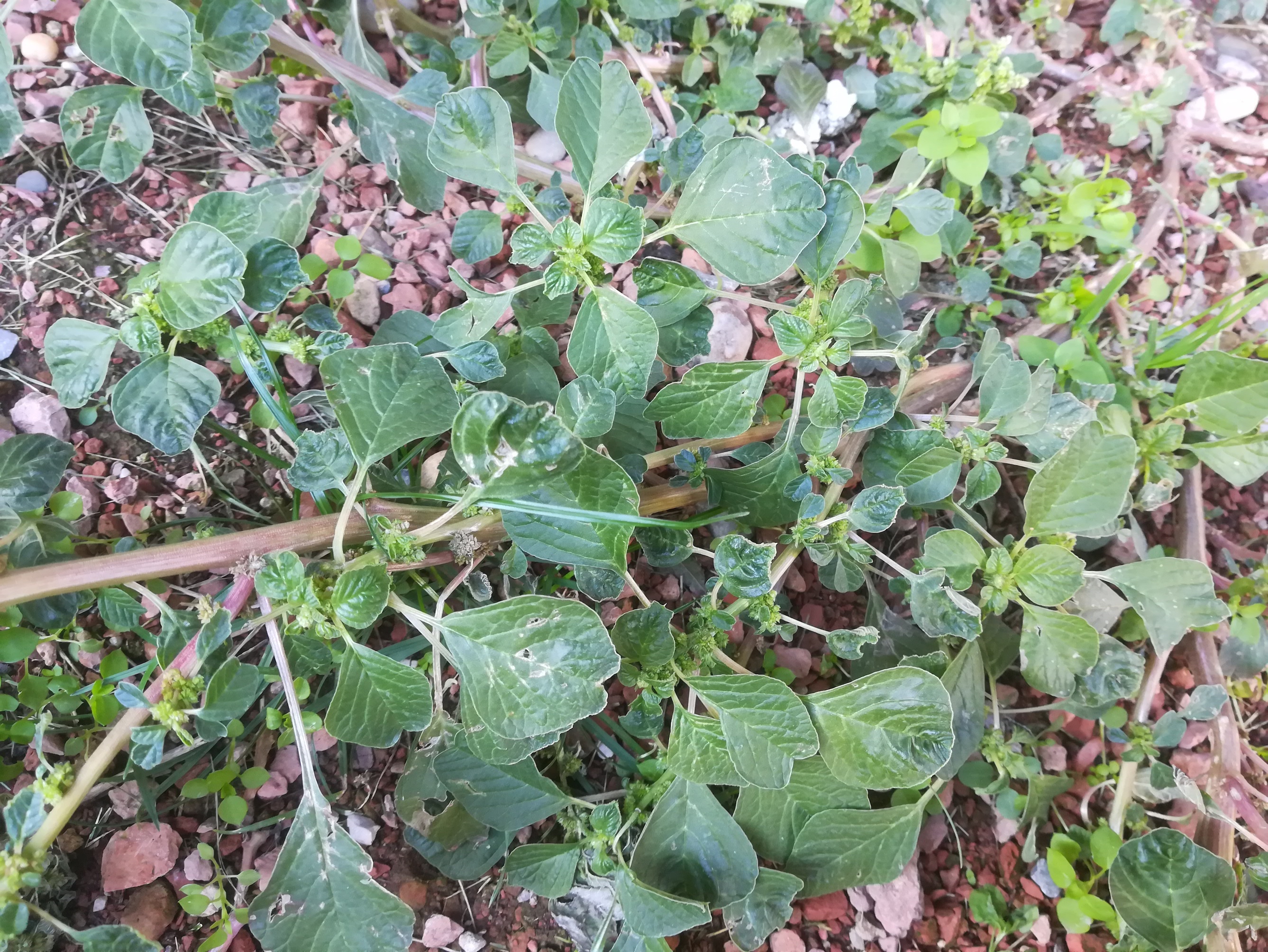 amaranthus blitum subsp. emarginatus vally-weigl-gasse sonnwendviertel_20180930_163759.jpg