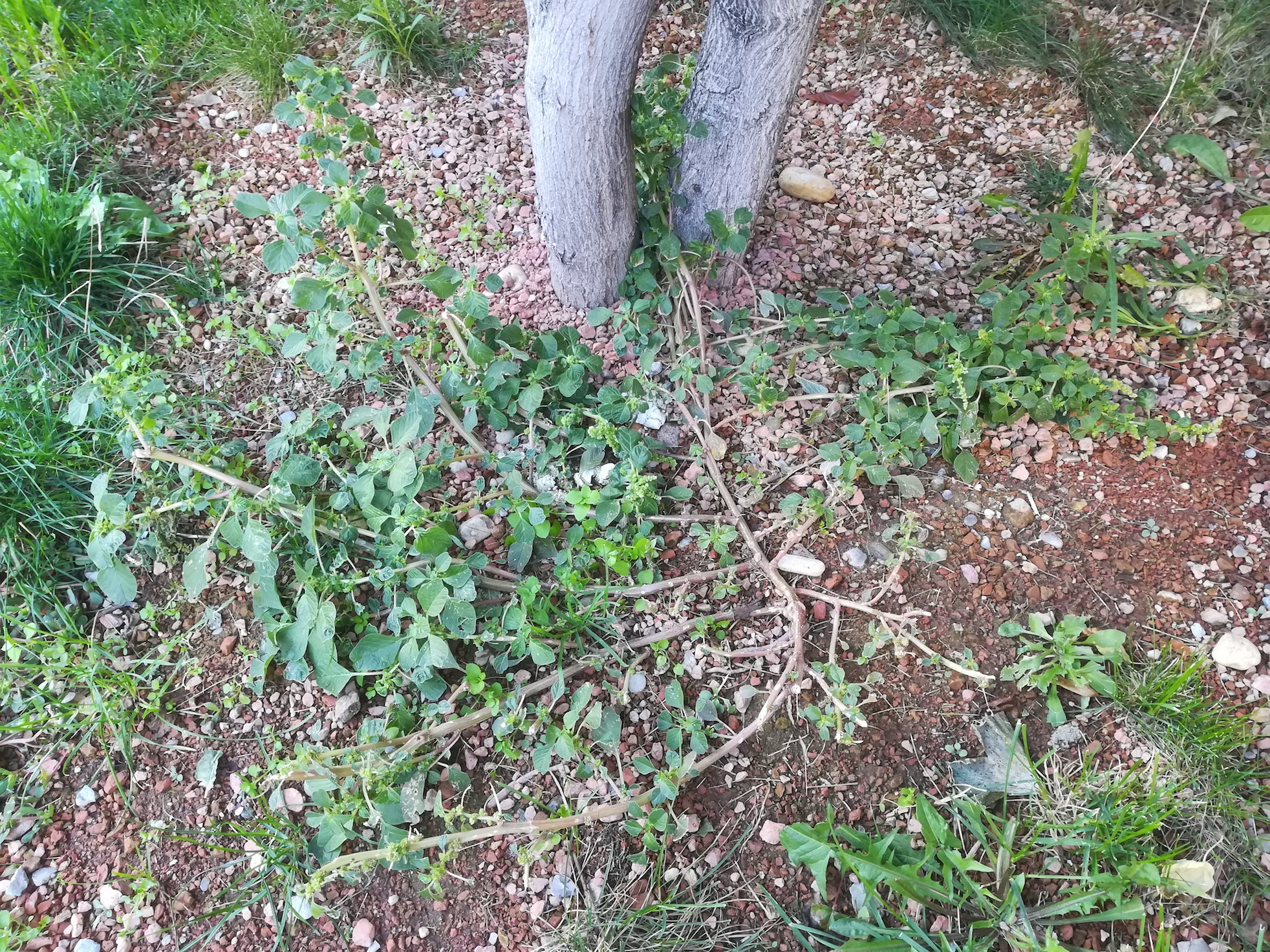 amaranthus blitum subsp. emarginatus vally-weigl-gasse sonnwendviertel_20180930_163733.jpg