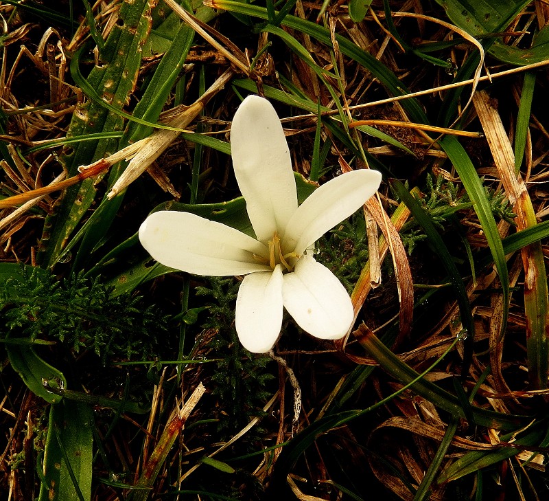 k-Albino Merendera Montana.JPG