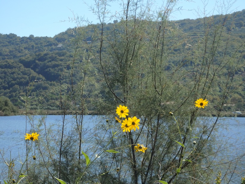 01Helianthus_Tamarix_tetrandra.JPG