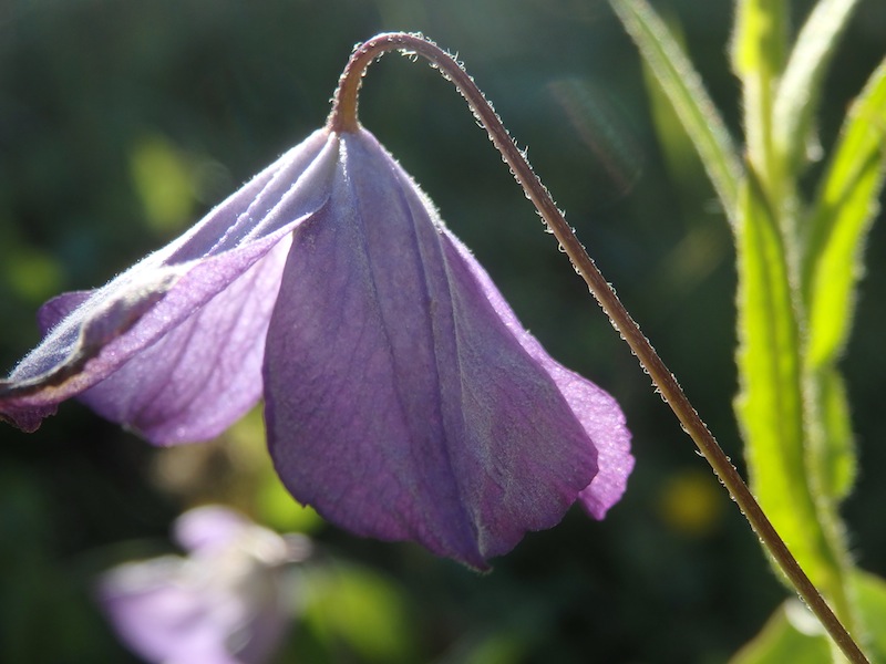 02Clematis_viticella.JPG