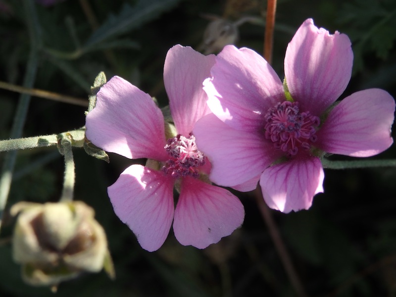 03Althaea_cannabina.JPG