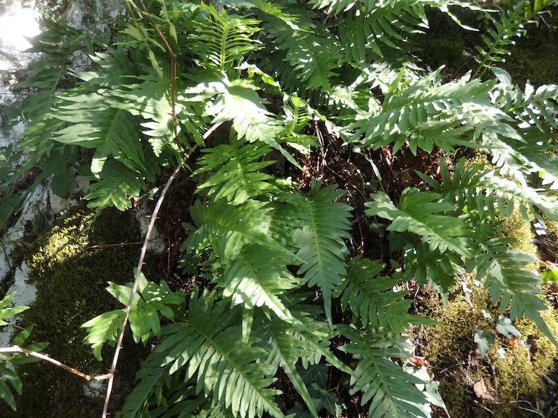 06Polypodium_australe.JPG