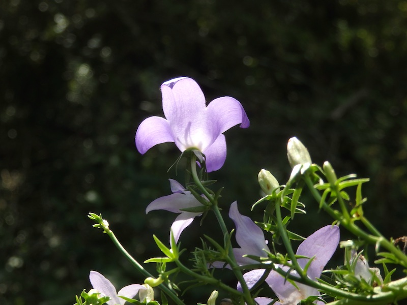 07Campanula_pyramidalis.JPG