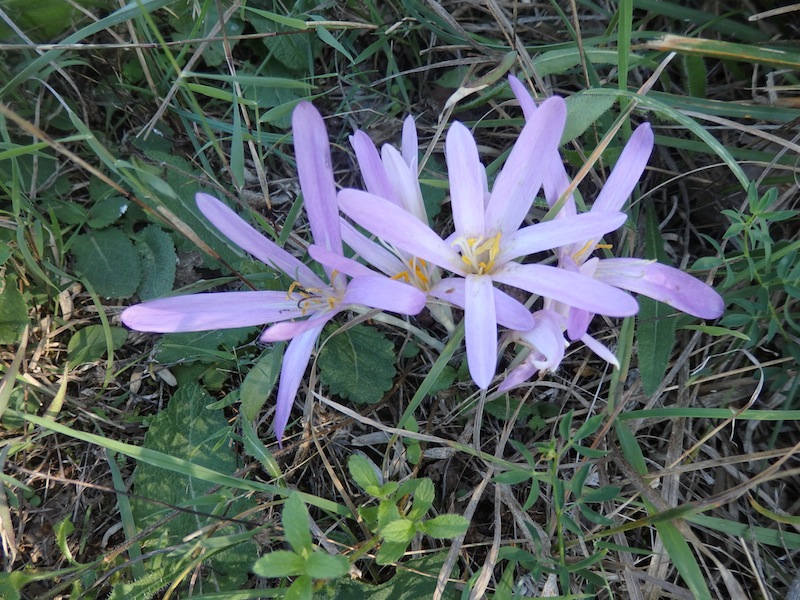 08Colchicum_neapolitanum.JPG