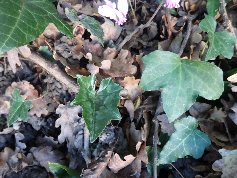 10Cyclamen_hederifolium.JPG