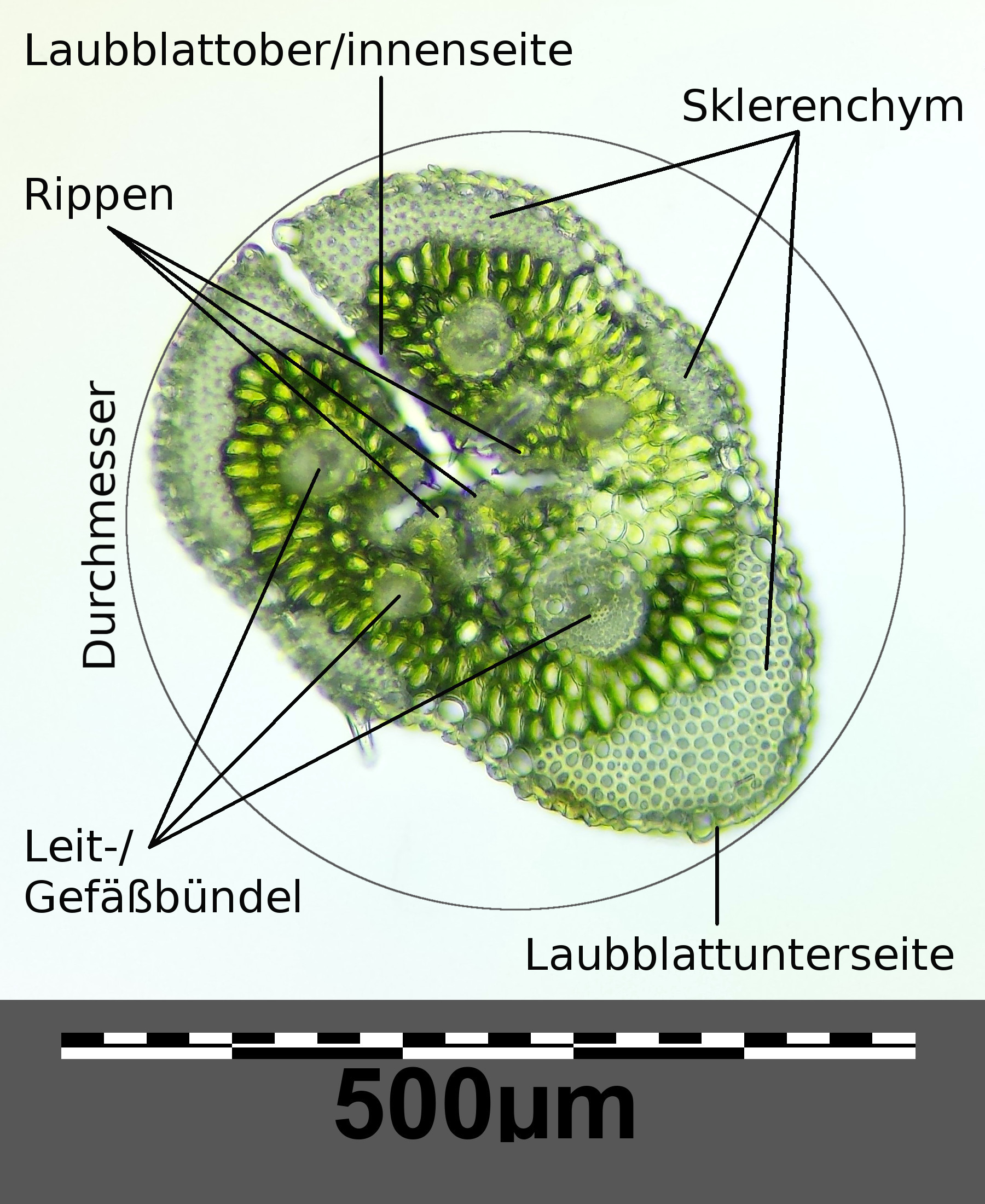 Festuca valesiaca beschriftet.jpg