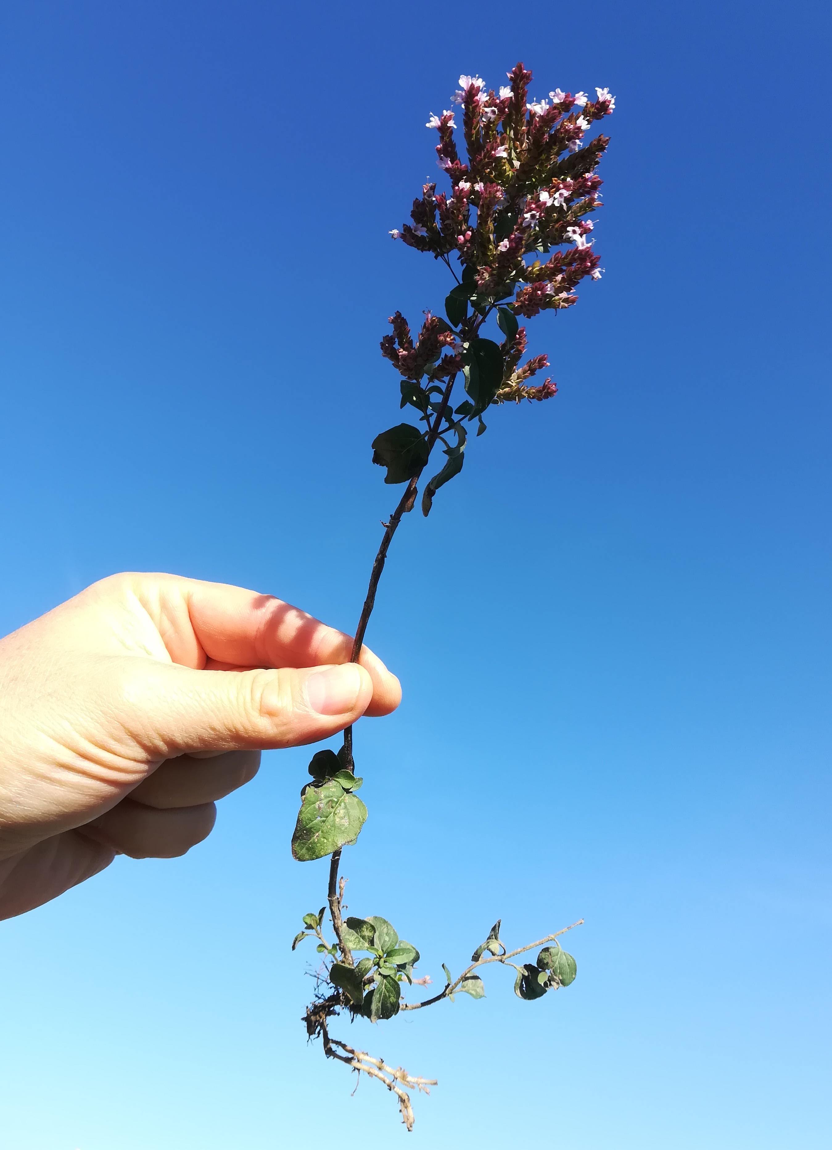 origanum vulgare subsp. prismaticum wilfleinsdorf_20181005_094533.jpg