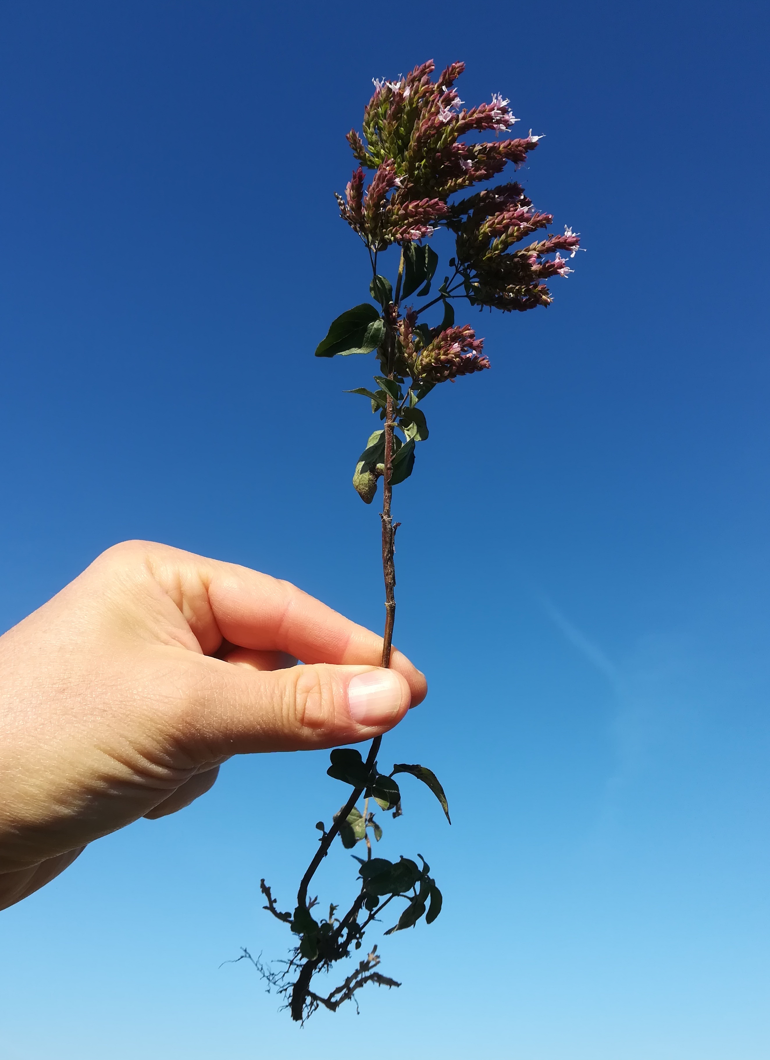 origanum vulgare subsp. prismaticum wilfleinsdorf_20181005_094510.jpg