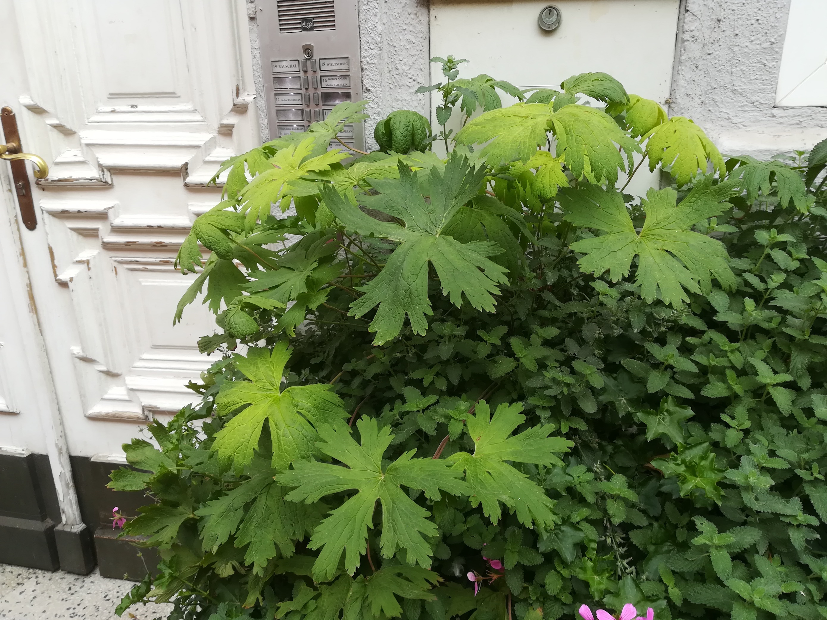 geranium sp. kultiviert_20181008_102308.jpg