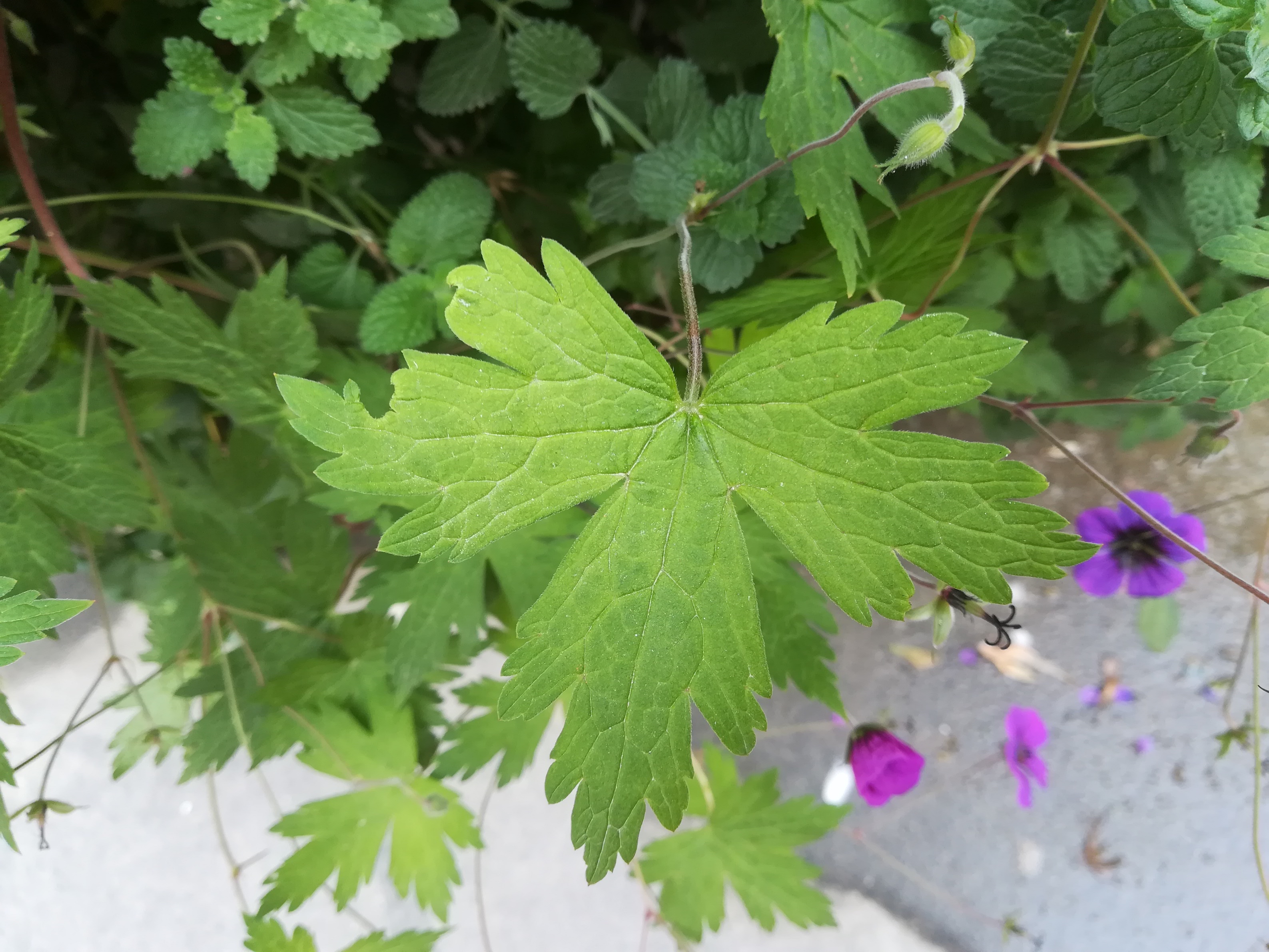 geranium sp. kultiviert_20181008_102257.jpg