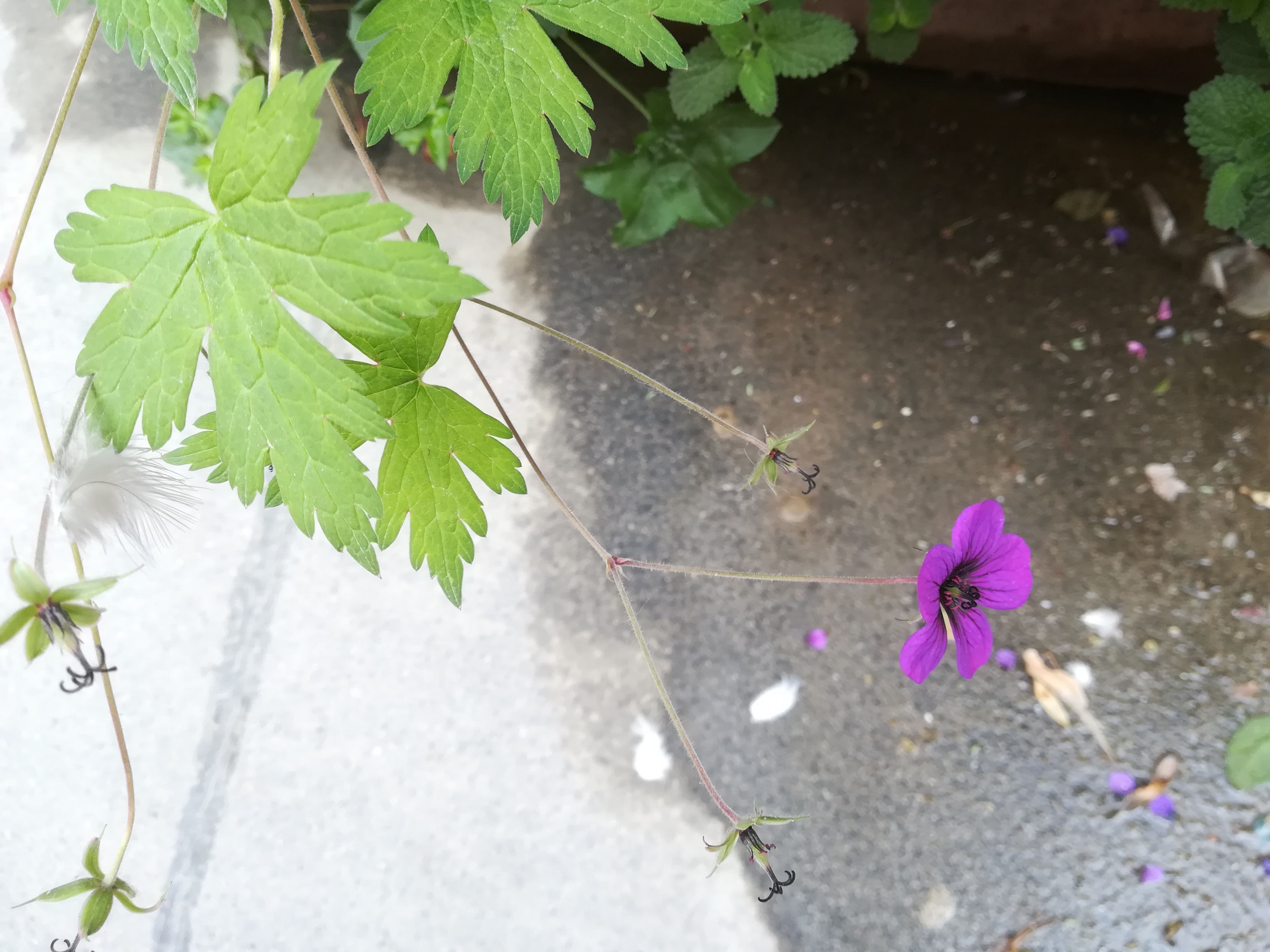 geranium sp. kultiviert_20181008_102247.jpg