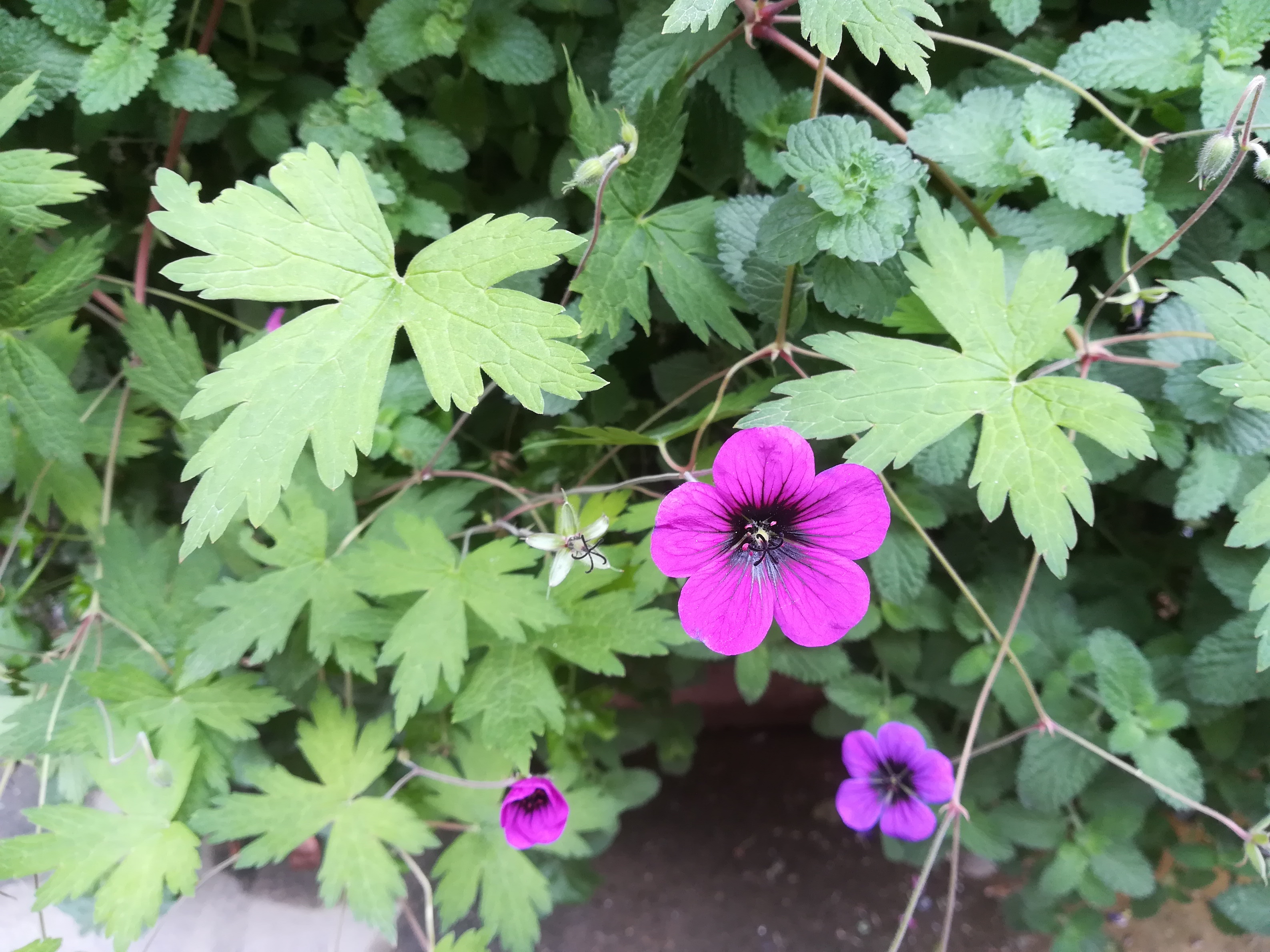 geranium sp. kultiviert_20181008_102232.jpg