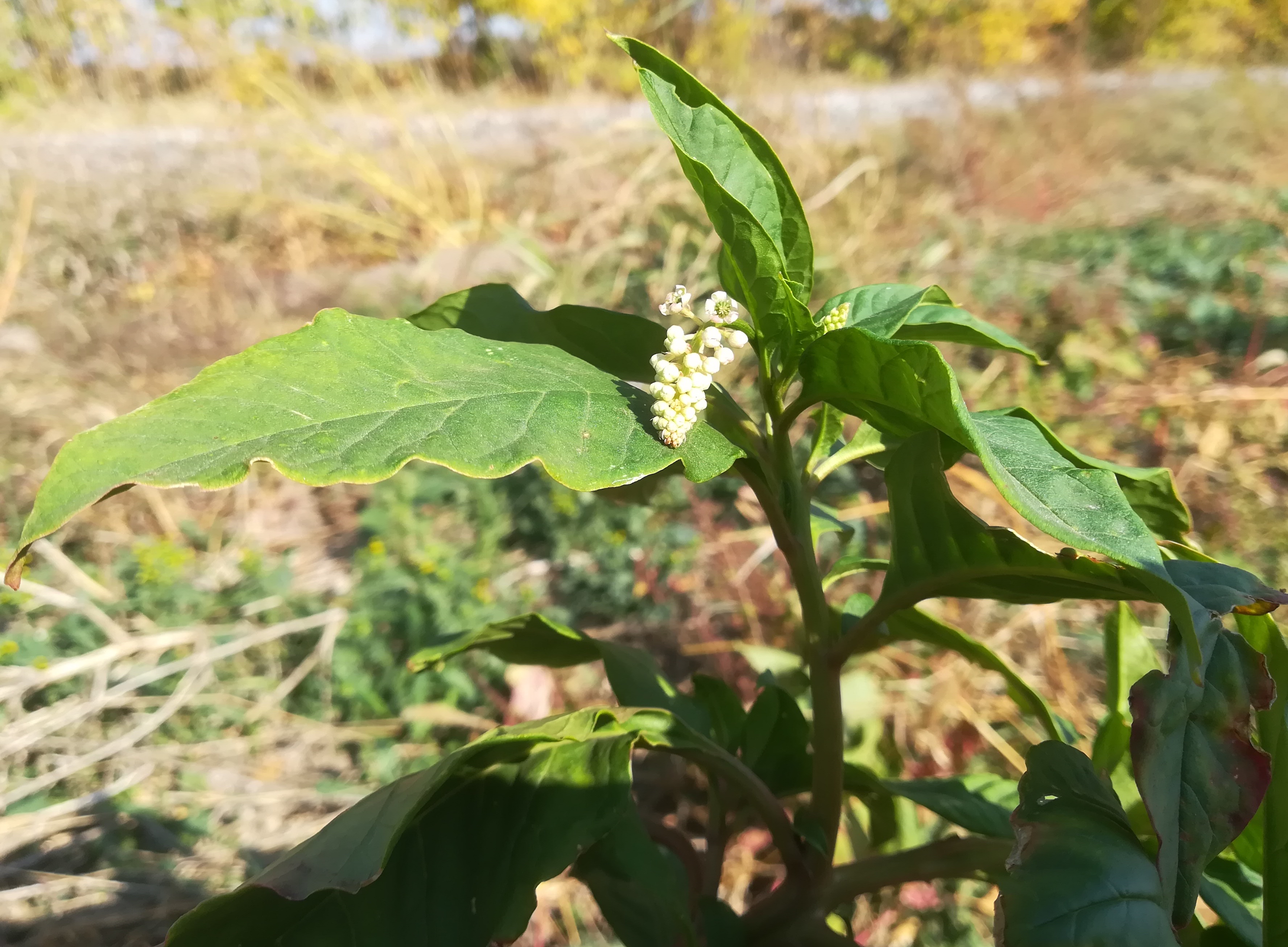 phytolacca americana nahe rußbach leopoldsdorf im marchfeld_20181012_124025.jpg