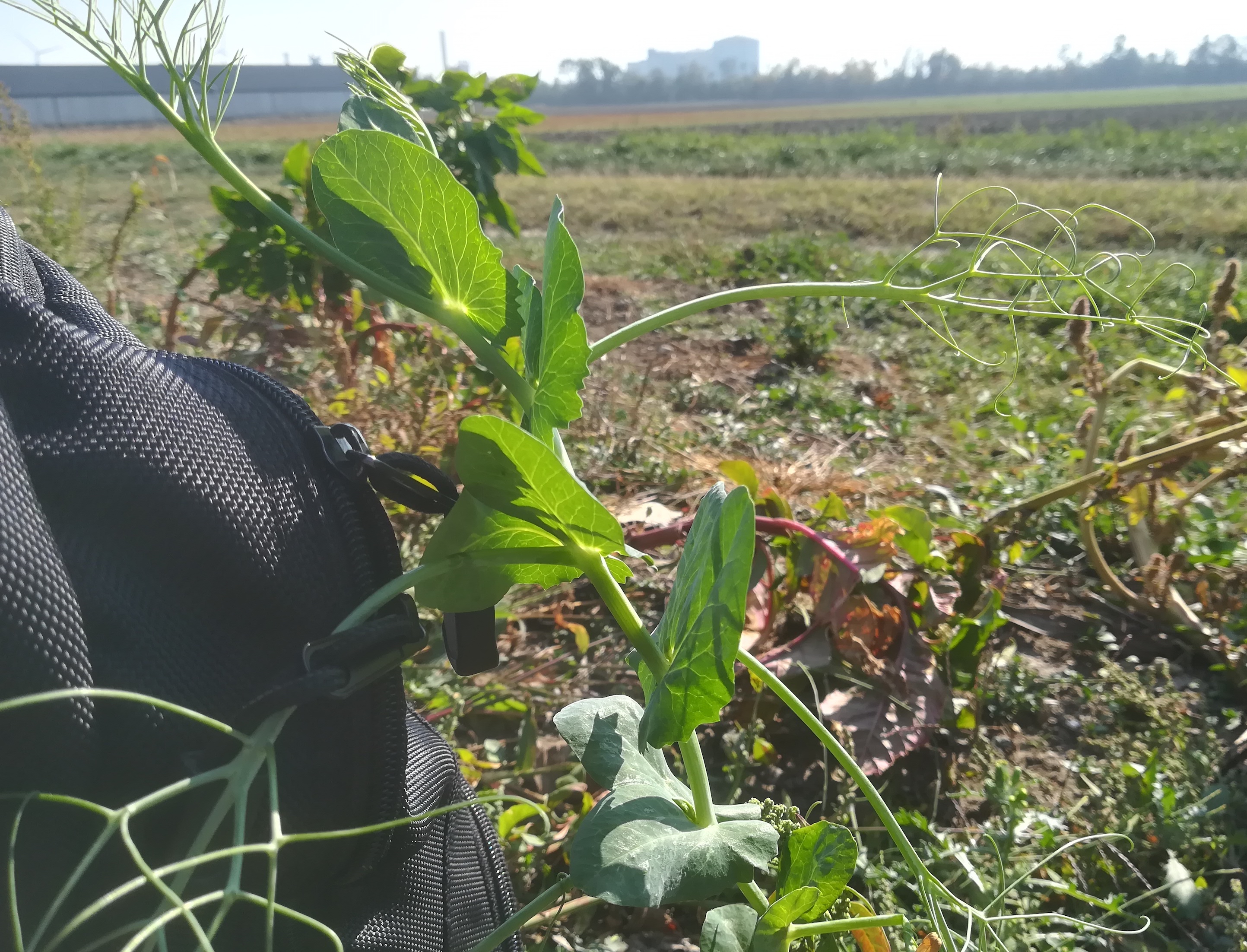 pisum sativum s. str. nahe rußbach leopoldsdorf im marchfeld_20181012_123352.jpg