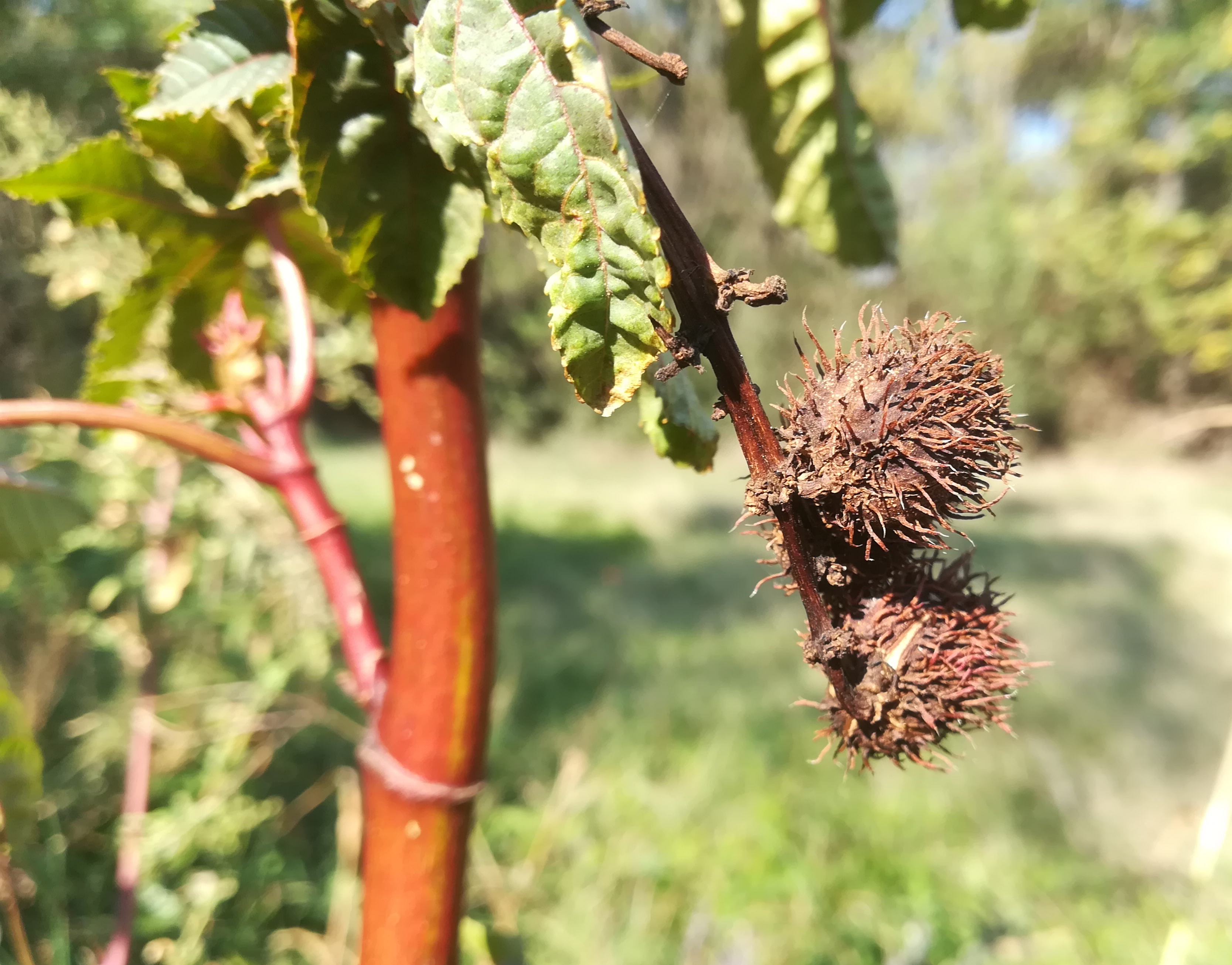 ricinus communis nahe rußbach leopoldsdorf im marchfeld_20181012_155022.jpg