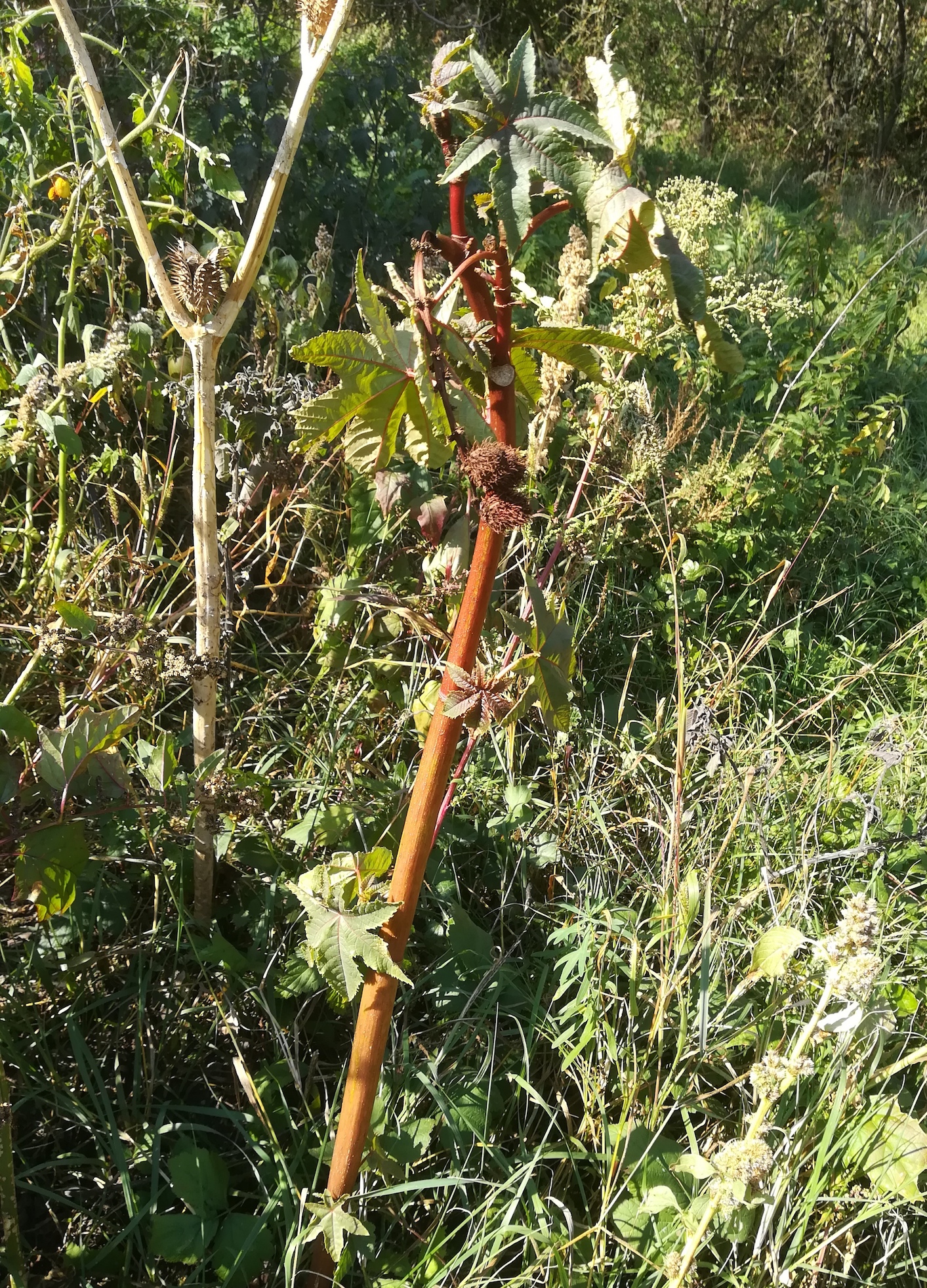 ricinus communis nahe rußbach leopoldsdorf im marchfeld_20181012_154934.jpg