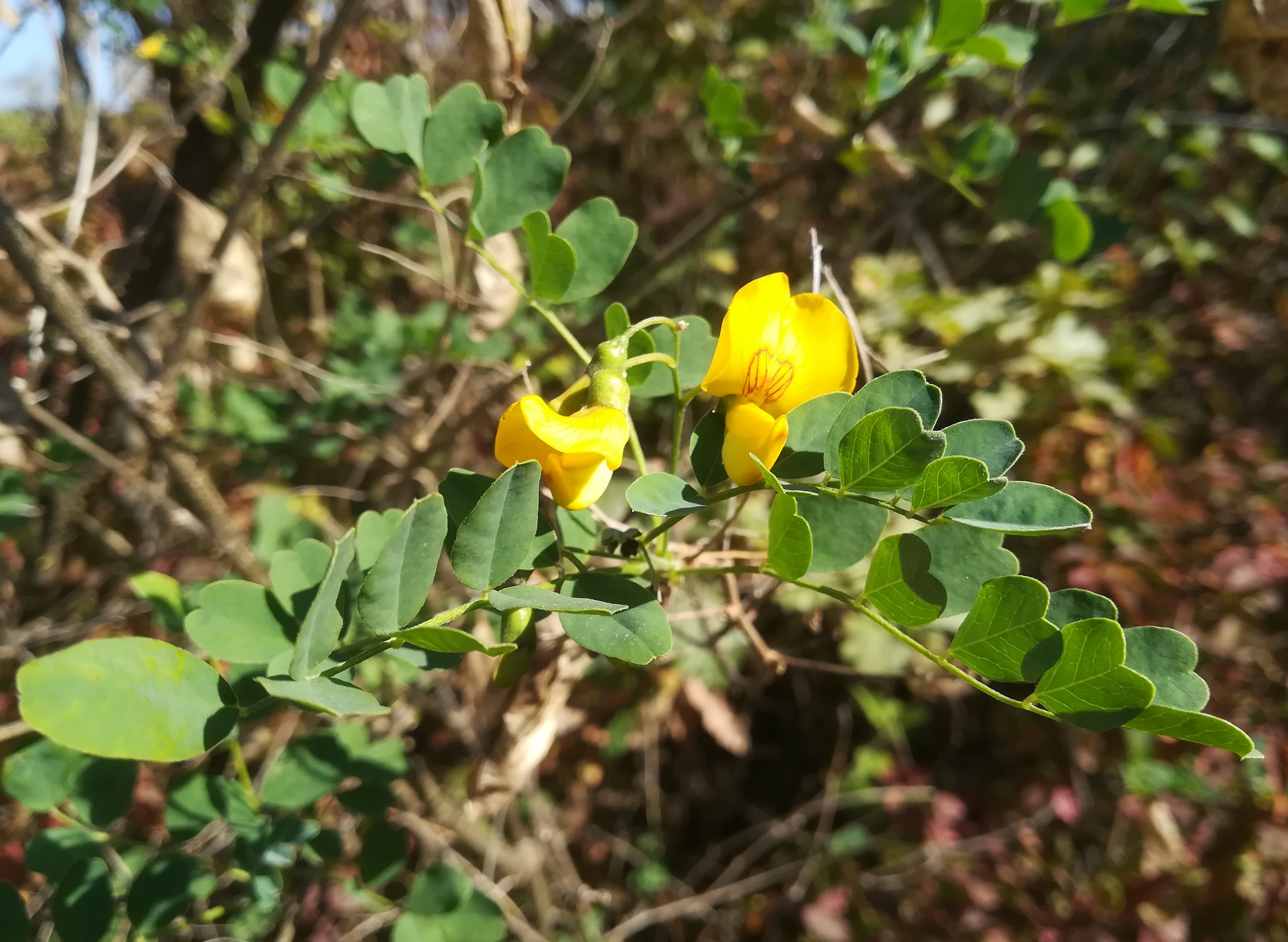 colutea arborescens panozzalacke_20181014_131322.jpg