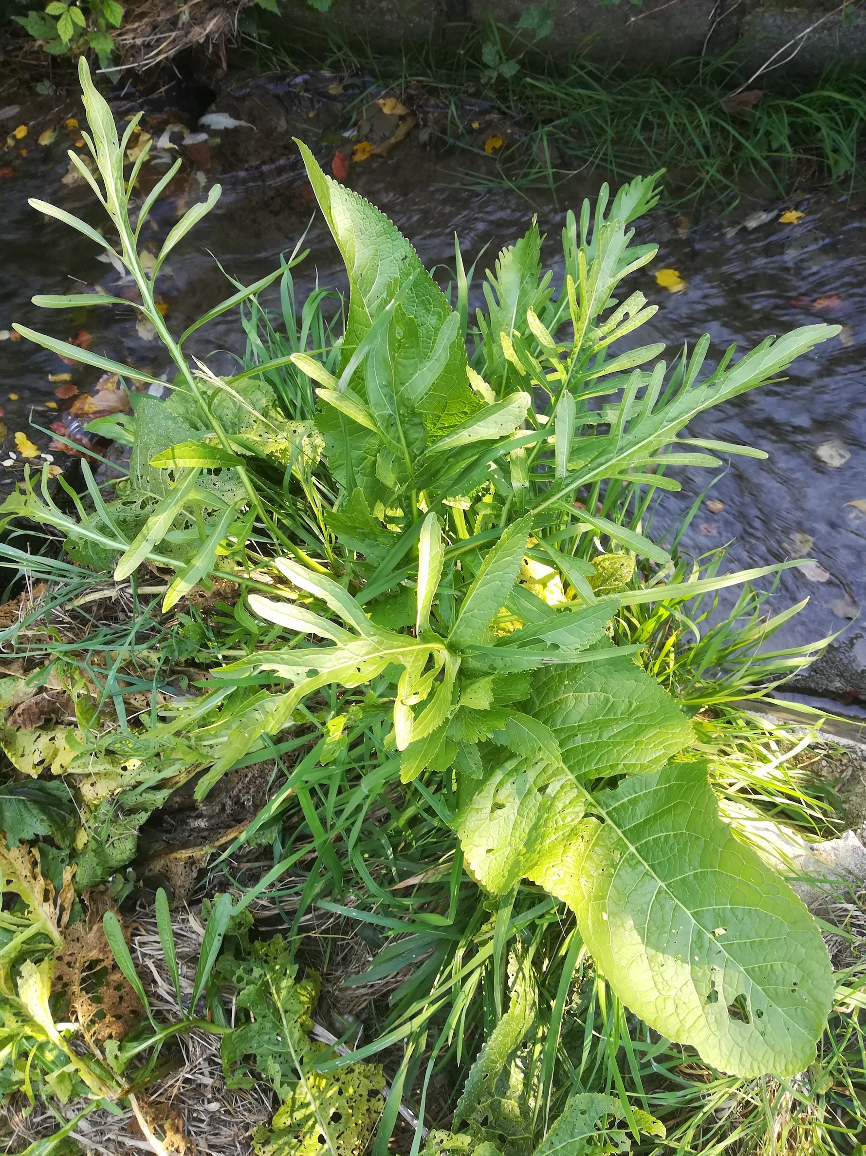 armoracia rusticana zusammenfluss schmida und gartenbach ziersdorf_20181013_141806.jpg