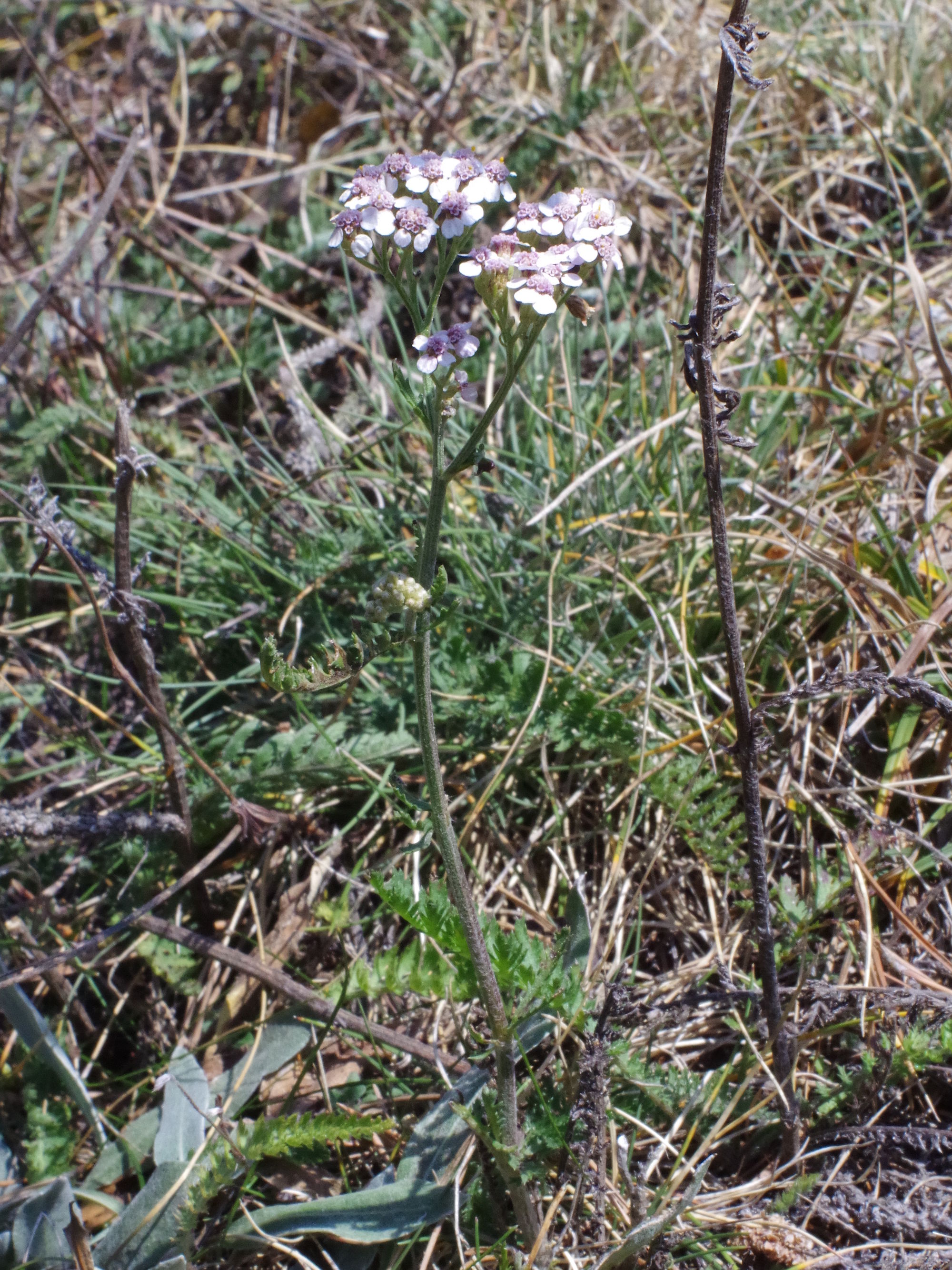 Achillea_kirchkogel.jpg