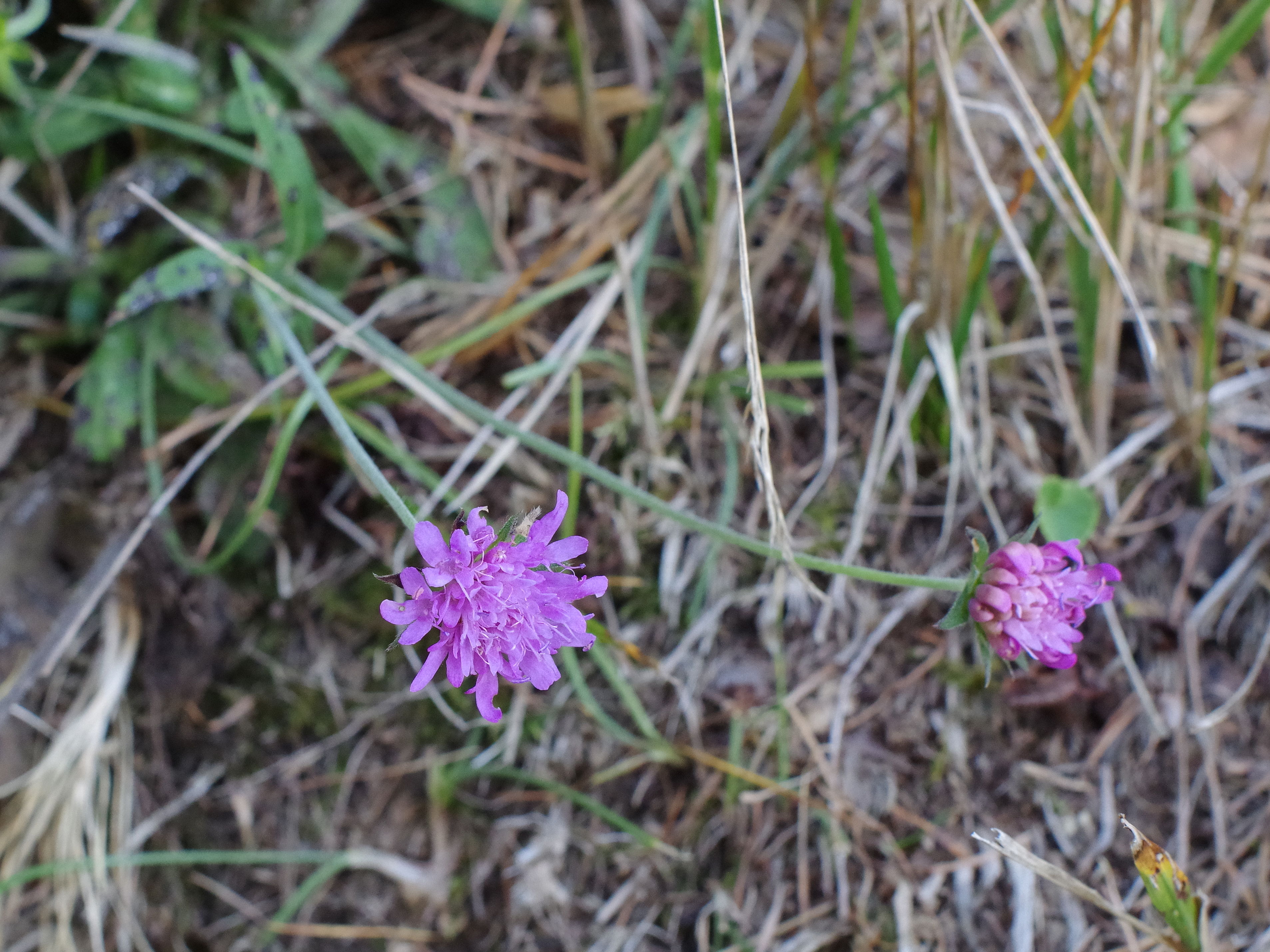 Knautia_kirchkogel.jpg