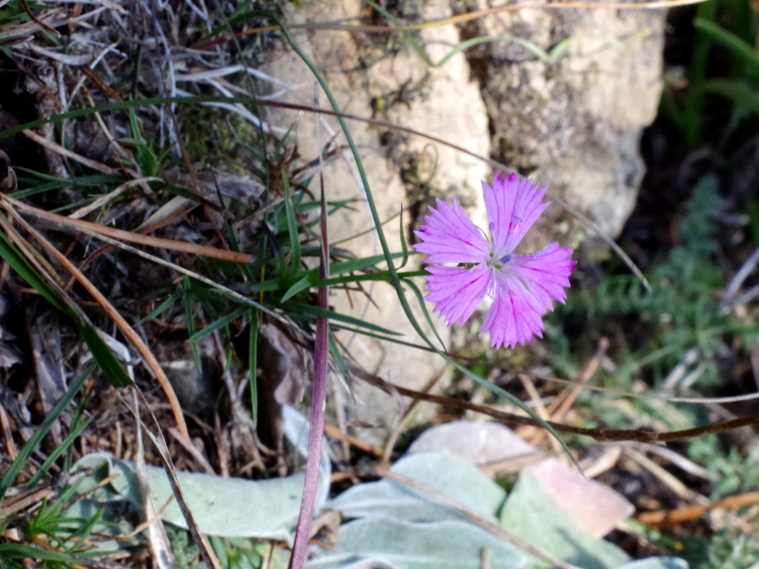 Dianthus carthusianorum_kirchkogel.jpg