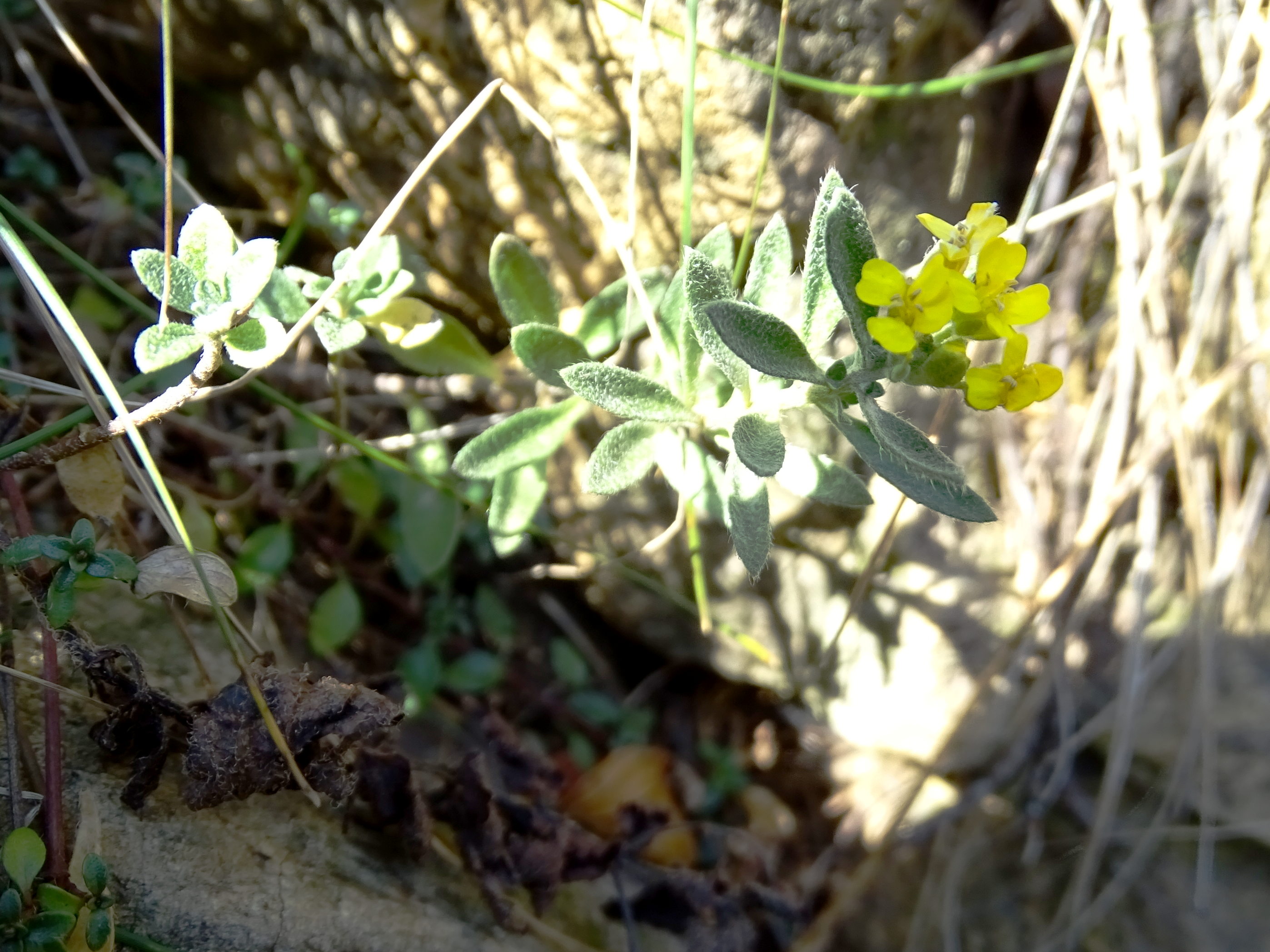 alyssum repens_kirchkogel.jpg