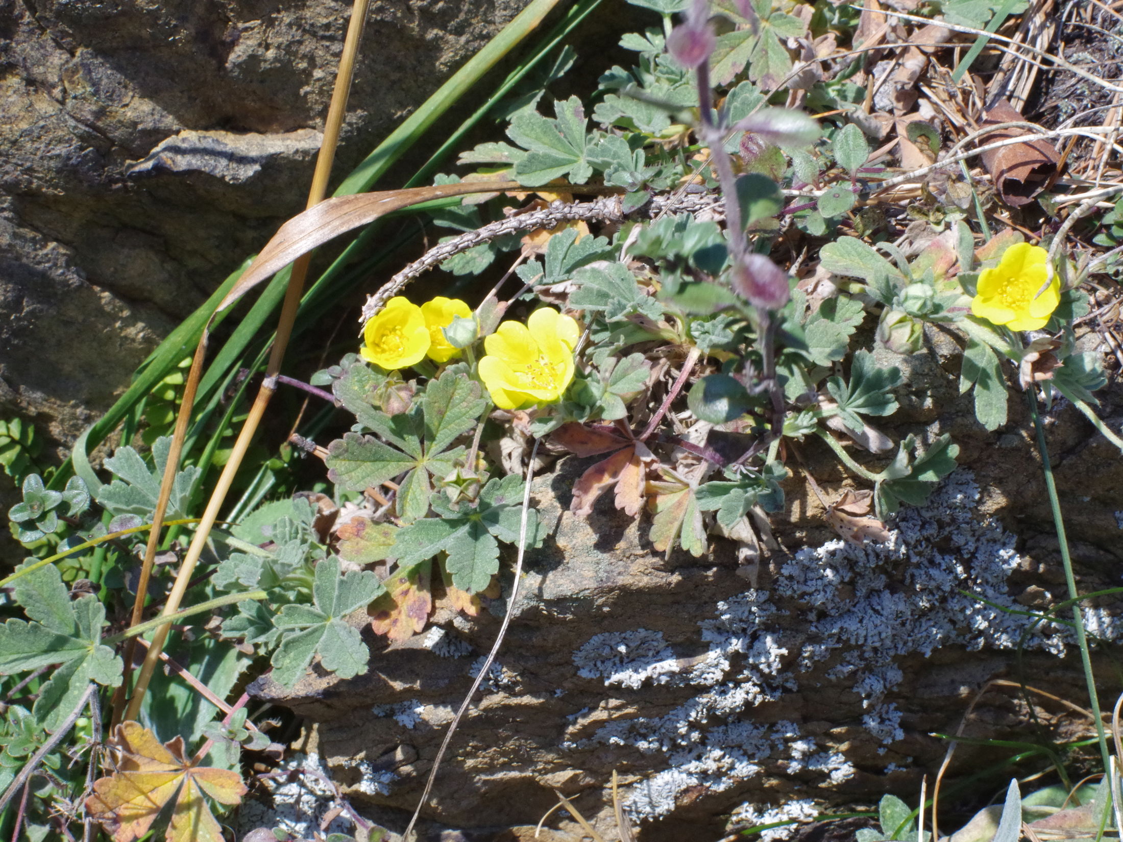 Potentilla arenaria_kirchkogel.jpg