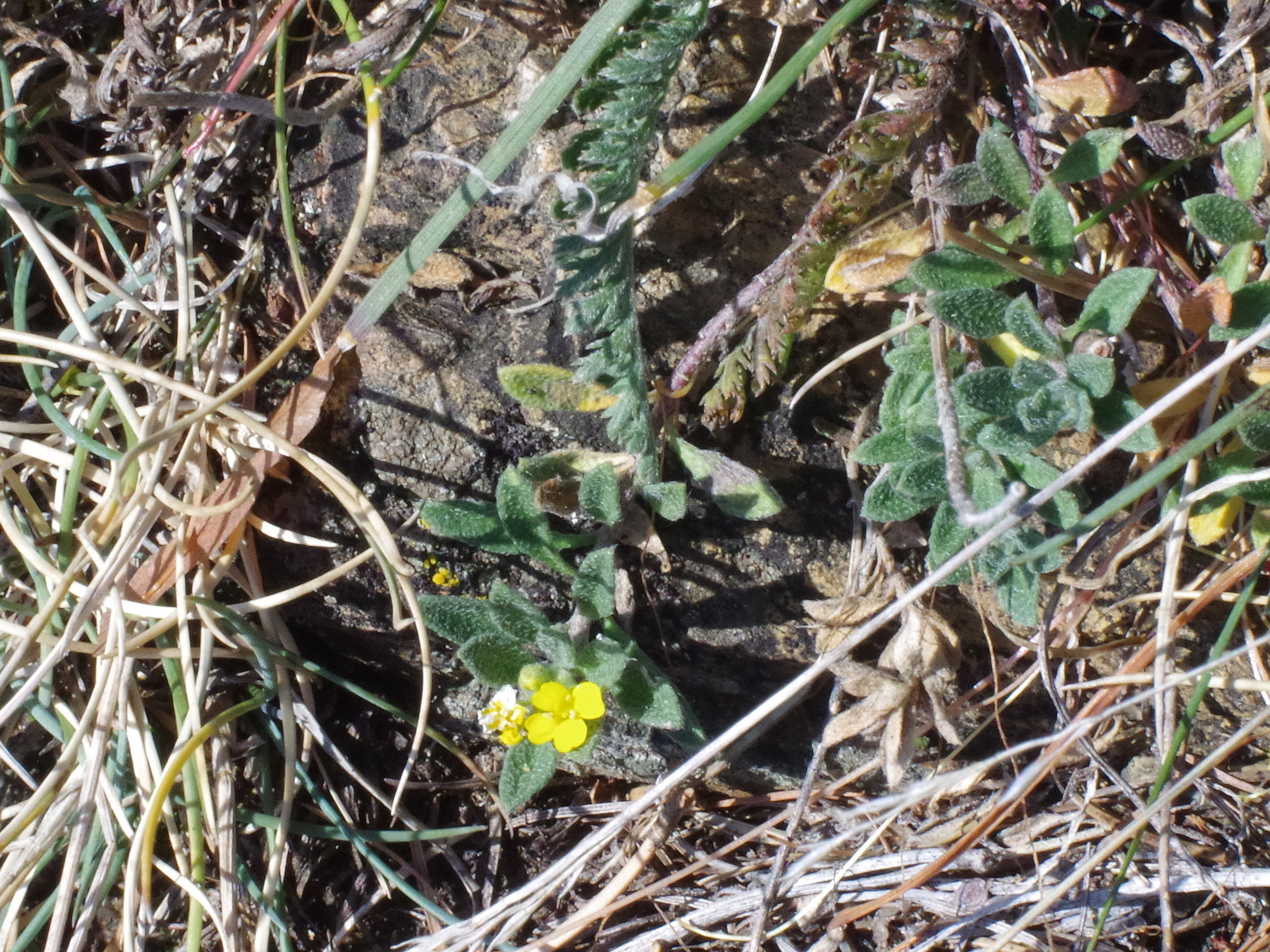 Alyssum repens2_kirchkogel.jpg