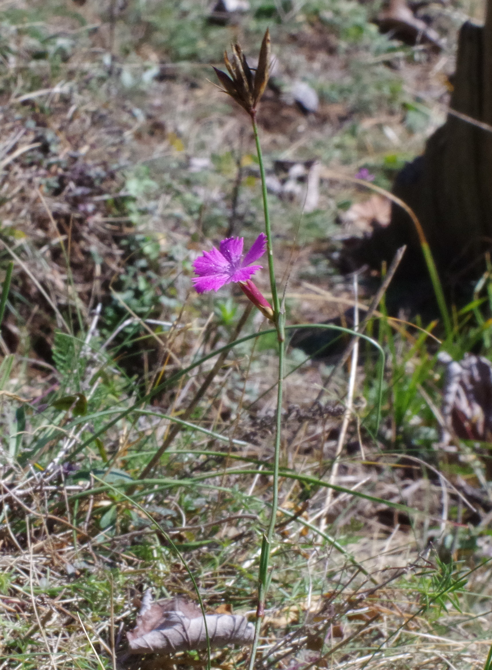 Dianthus carthusianorum2_kirchkogel.jpg