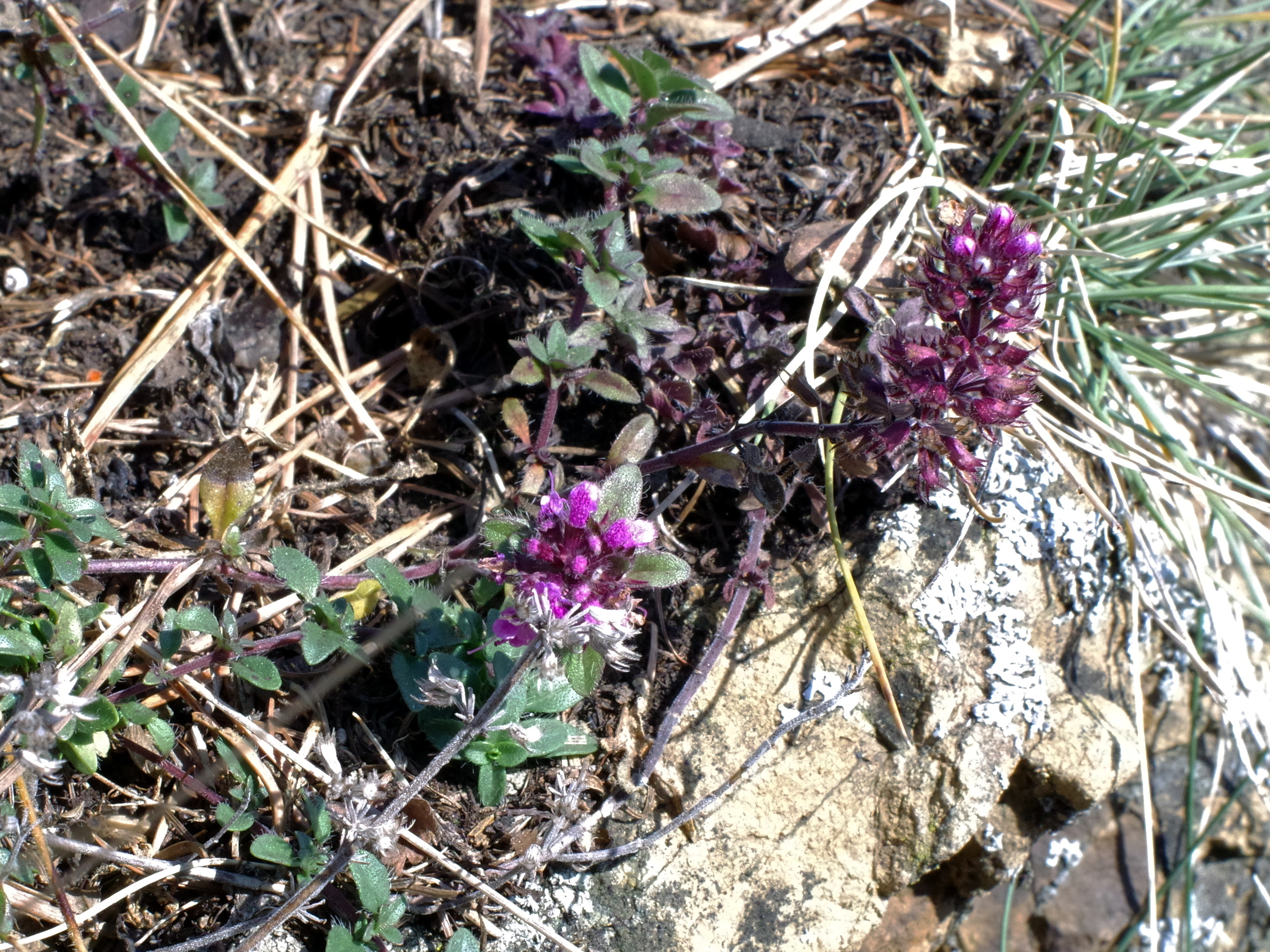 Thymus_kirchkogel.jpg