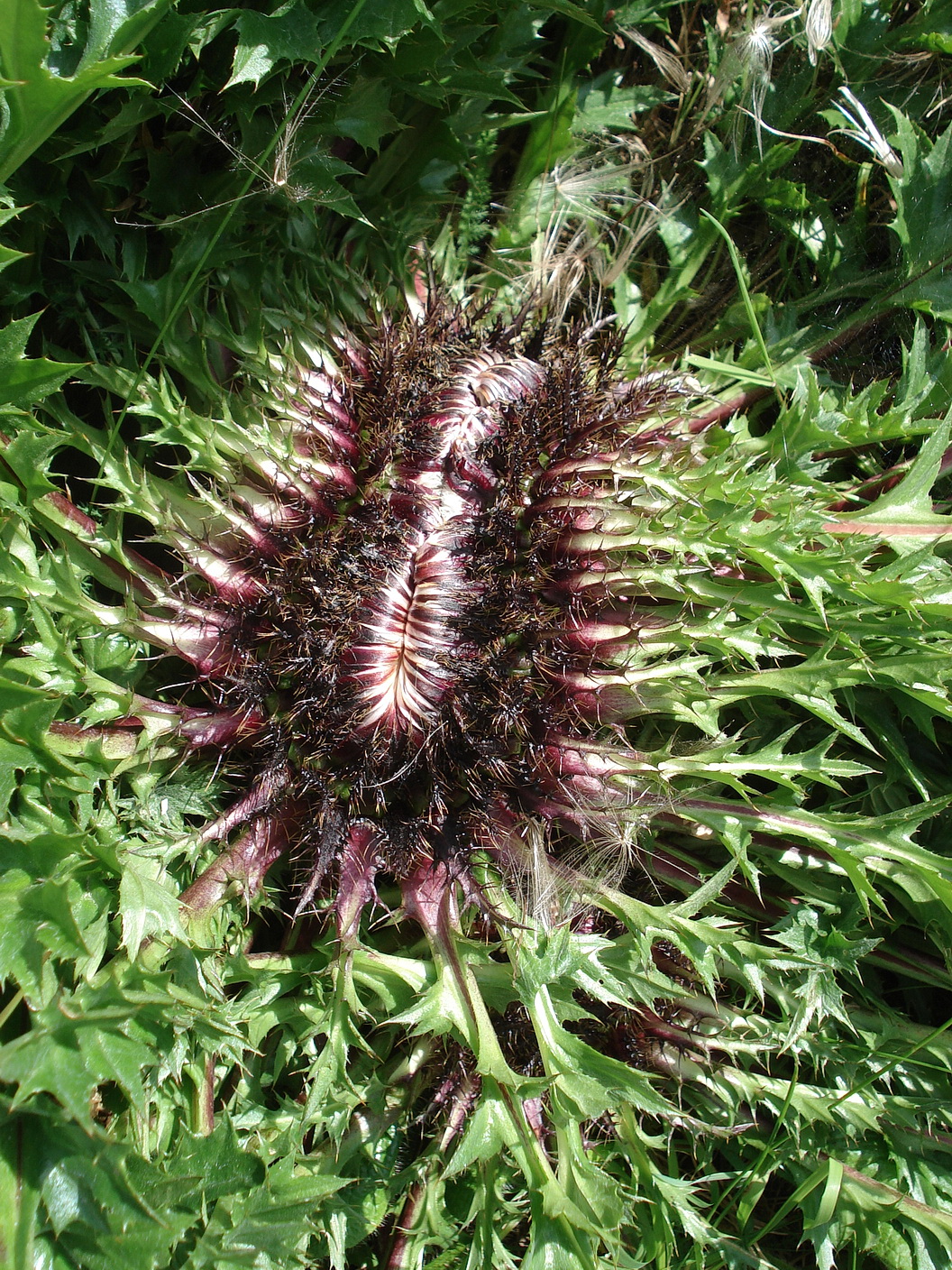 Carlina.acaulis.ssp.acaulis.verbändert.St-Brettstein 24.7.18.JPG