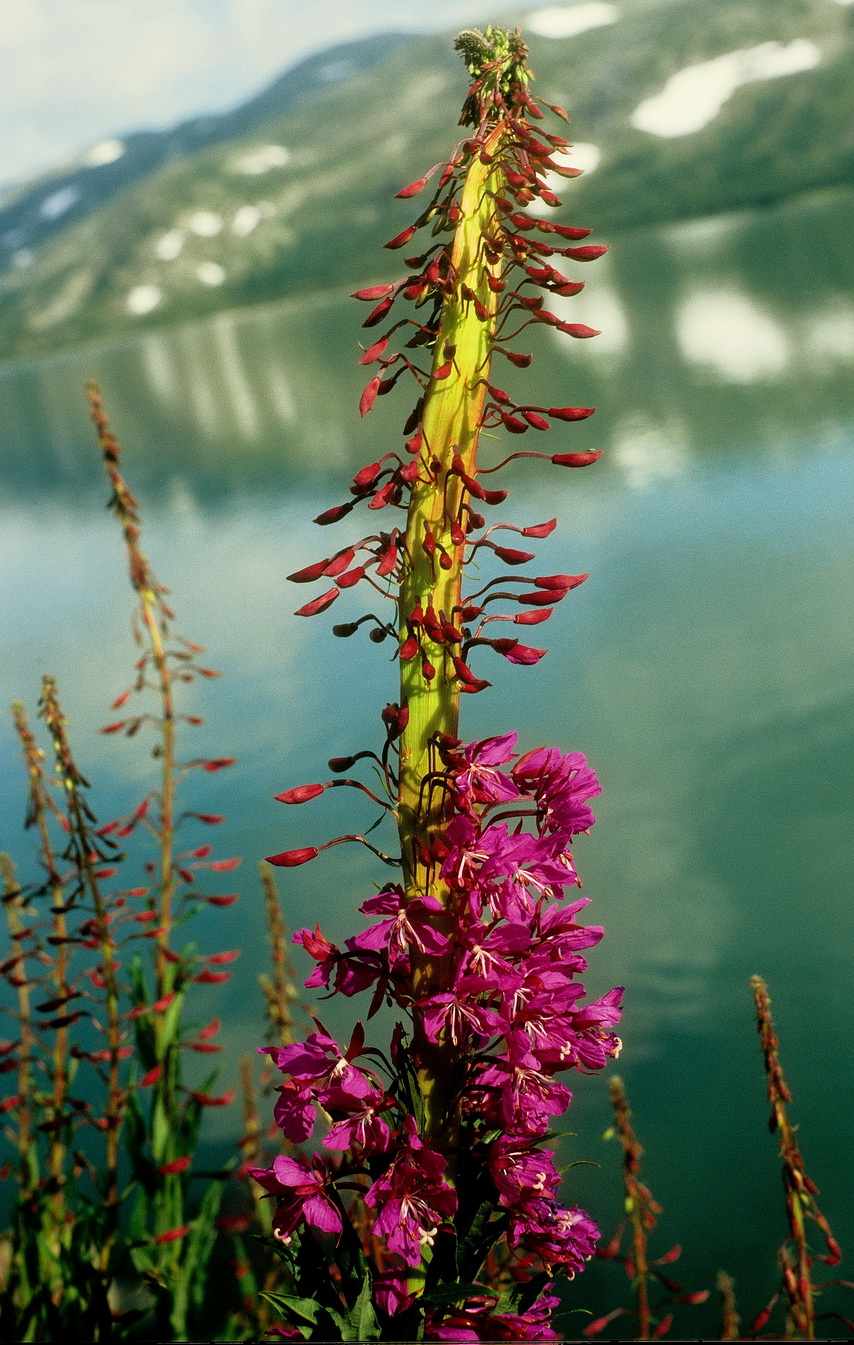 Epilobium.angustifolium.verbändert.Norweg.Hardangervidda.4.08.95.jpg