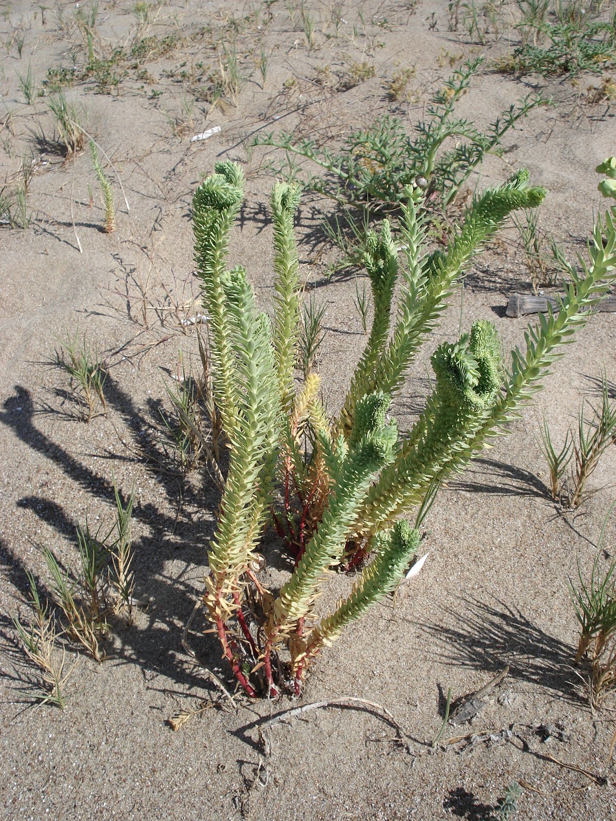 Euphorbia.paralias.verbändert.Strand-Wolfsmilch.Peloponnes.Kalogria.I.jpg