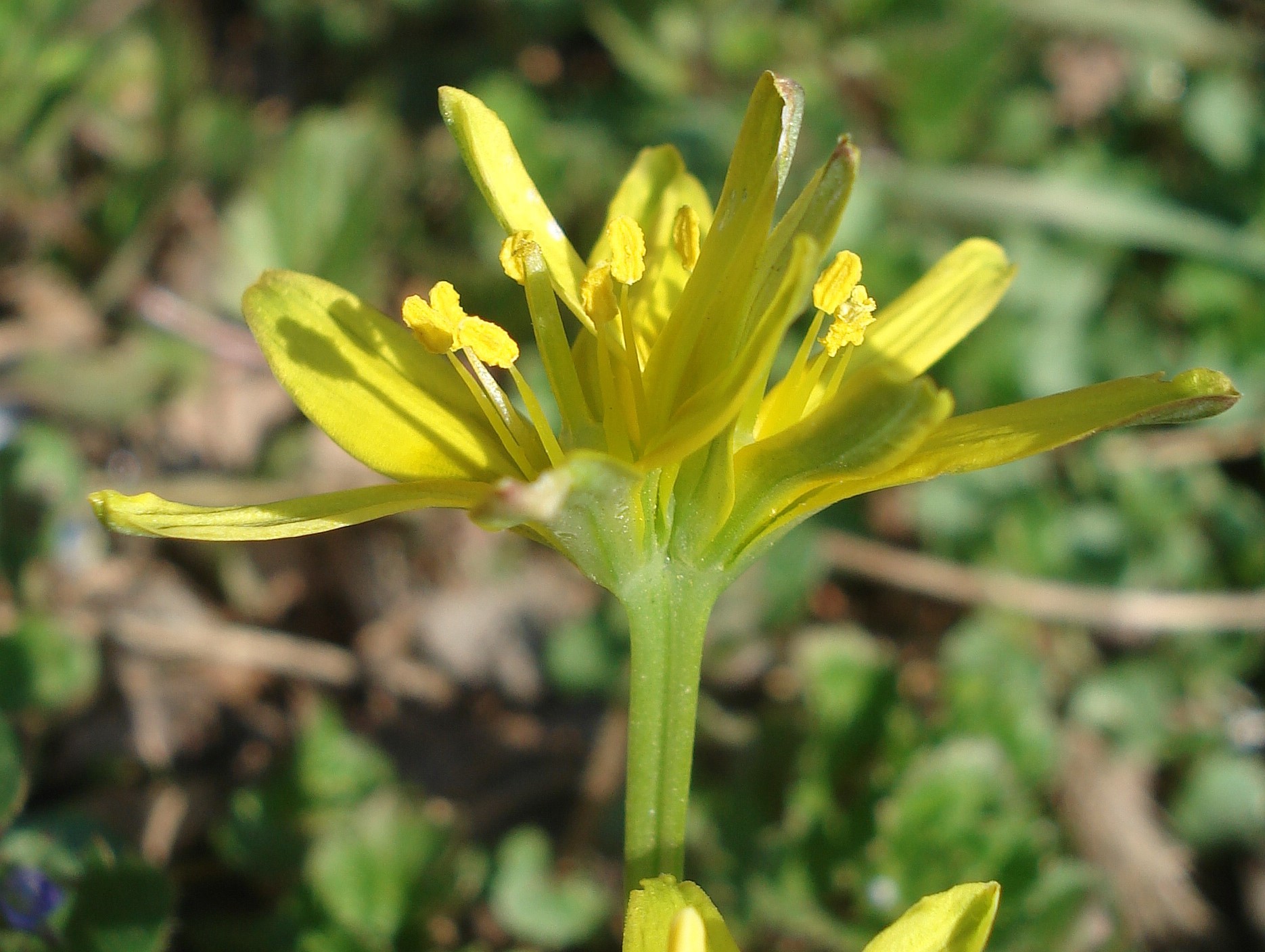 Gagea.lutea.verbändert.St-Wies.Pitschgau.JPG