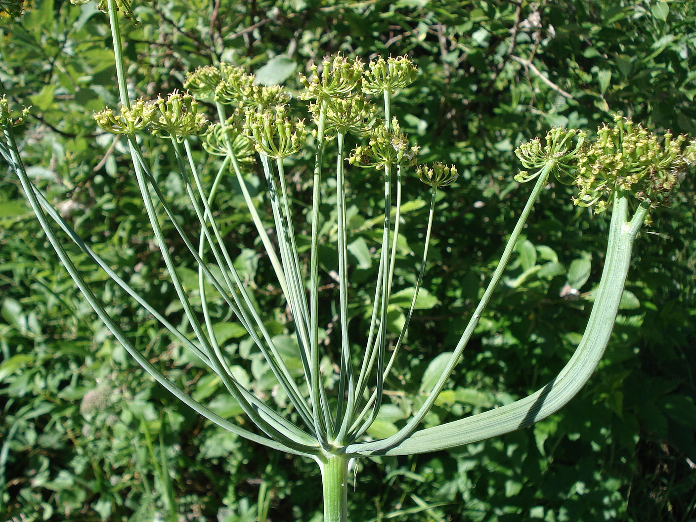 Laserpitium.krapfii.ssp.gaudinii-Verbänderung.I-Adamello. 17.Jul.16.JPG