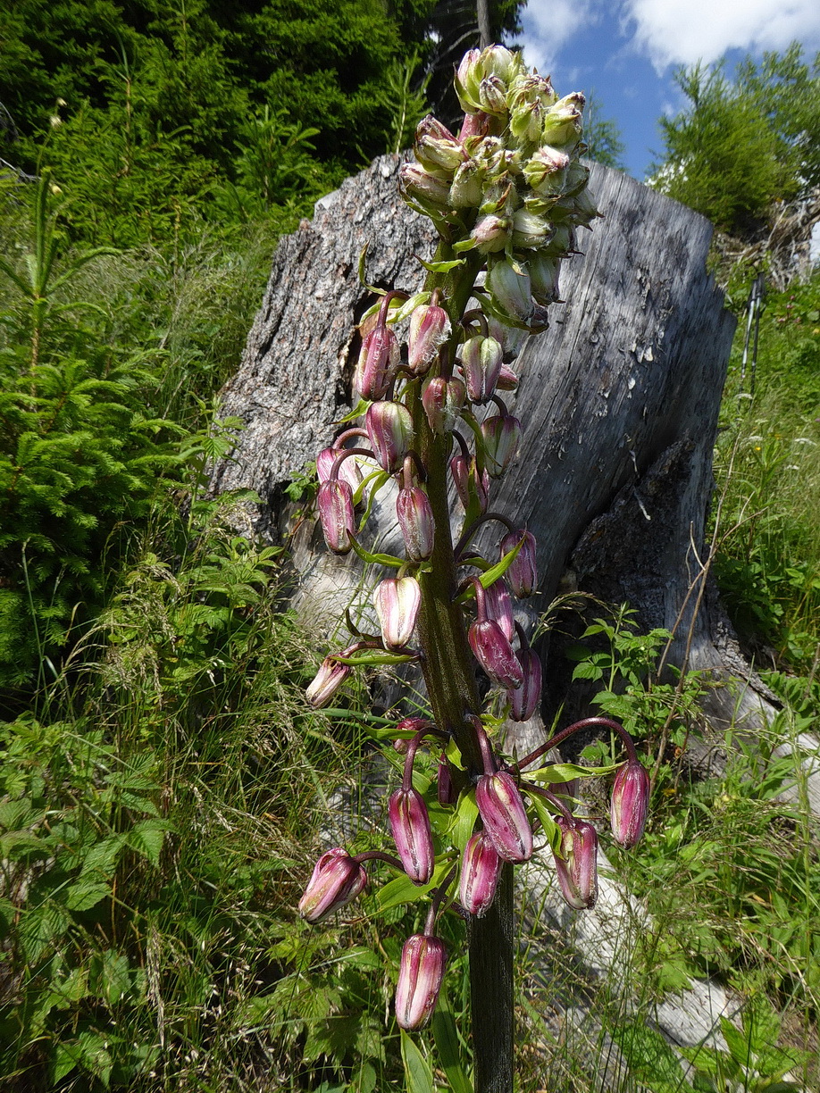 Lilium.martagon.verbändert. PH.JPG